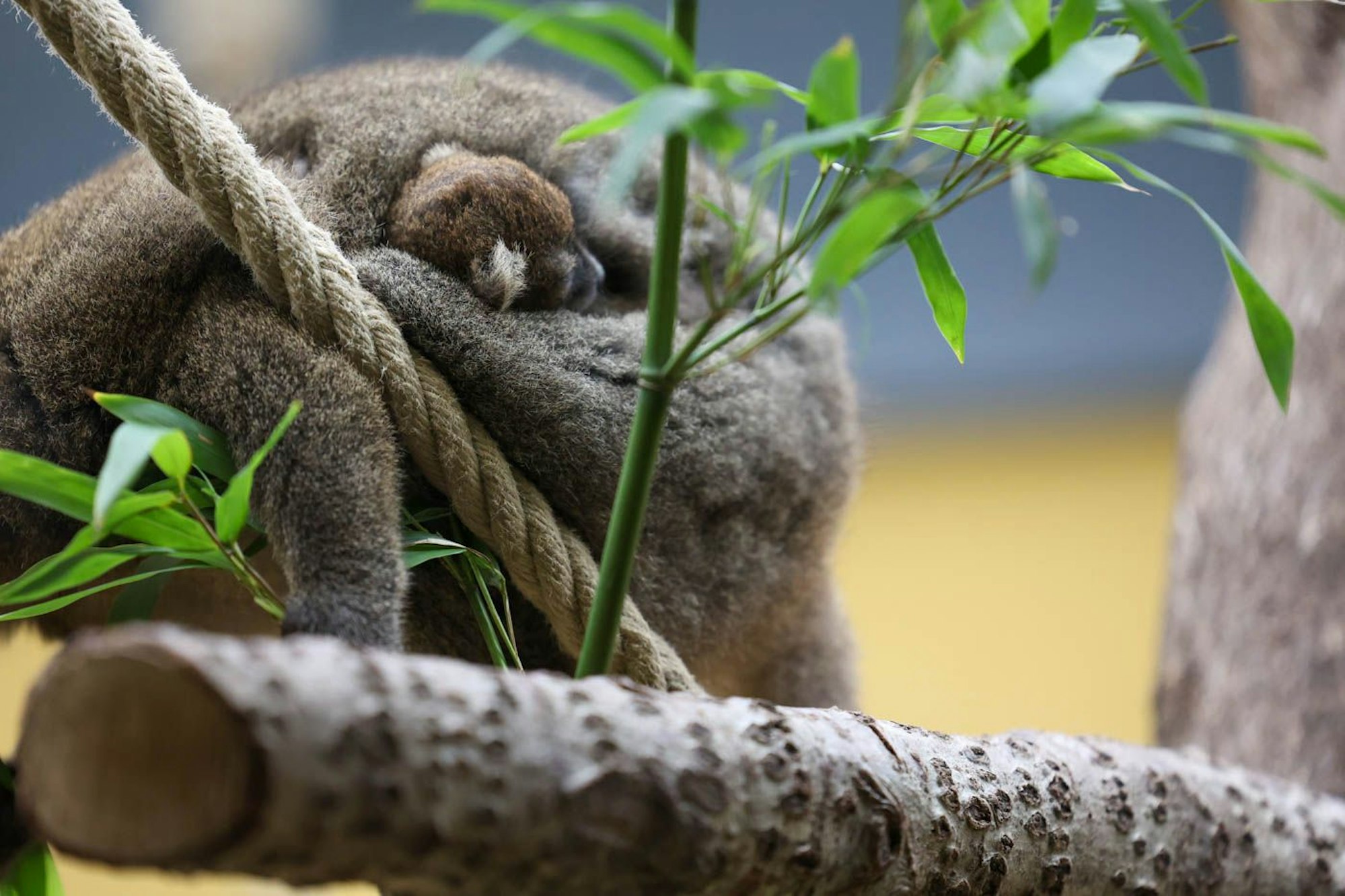 Die Kleinen könnten zu echten Publikumslieblingen werden.