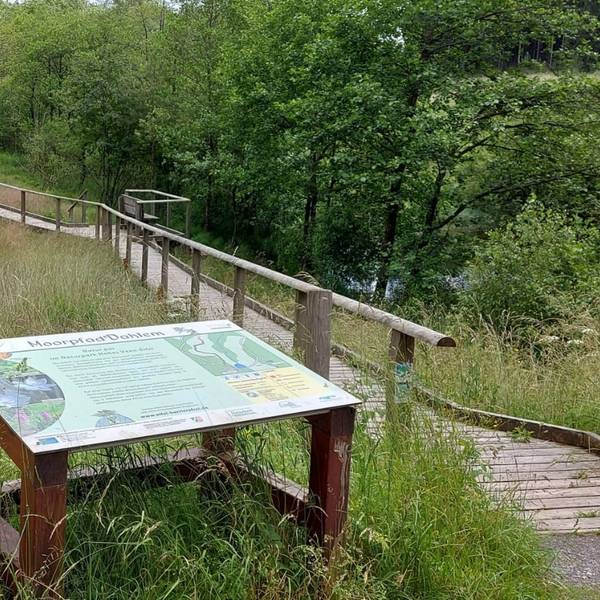 Das Bild zeigt einen Blick auf das Moor, im Vordergrund steht eine Infotafel.