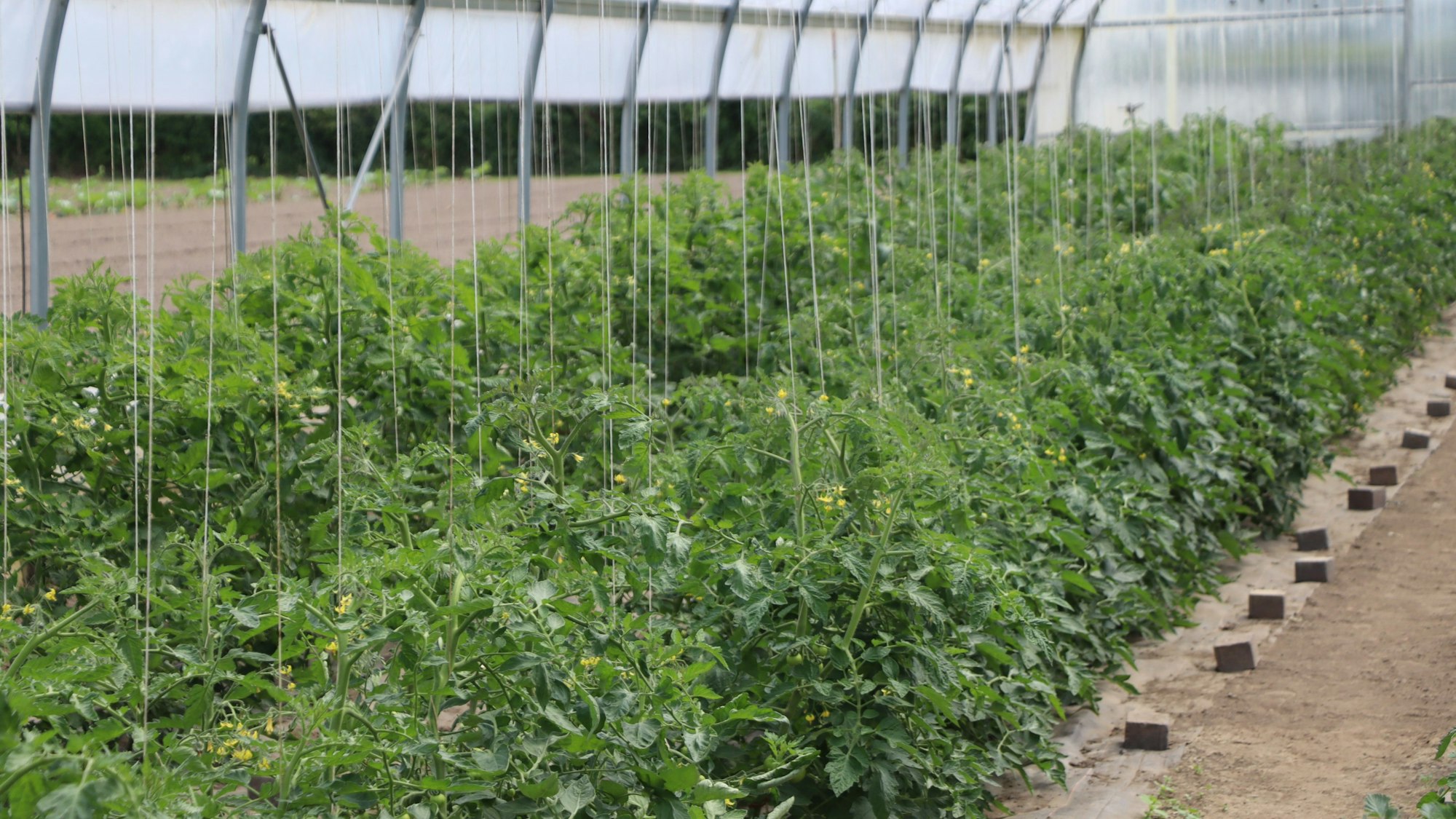 Auf dem Bild sind Pflanzen in einem Gewächshaus zu sehen.