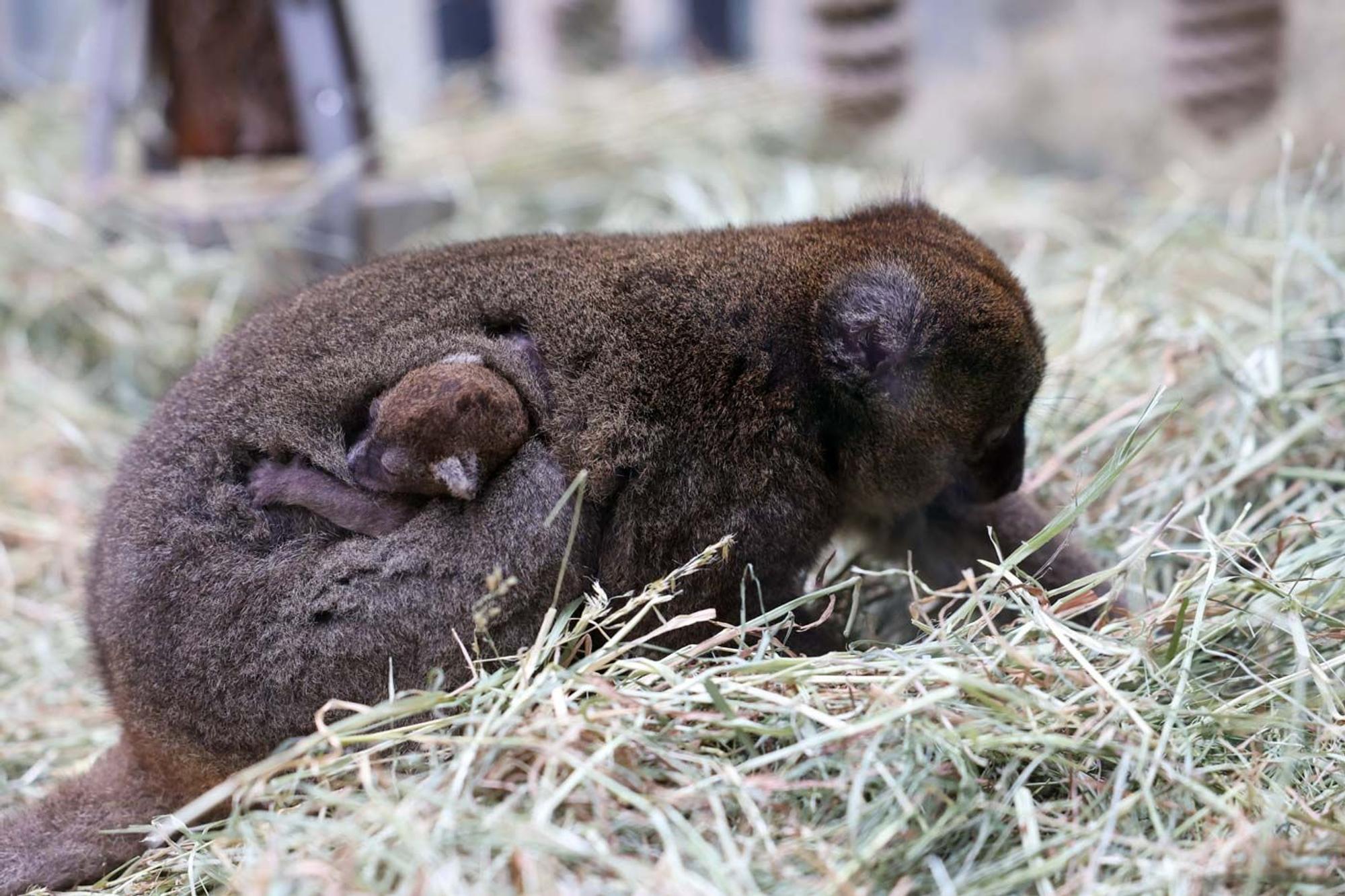 Nachwuchs bei den Lemuren im Kölner Zoo
