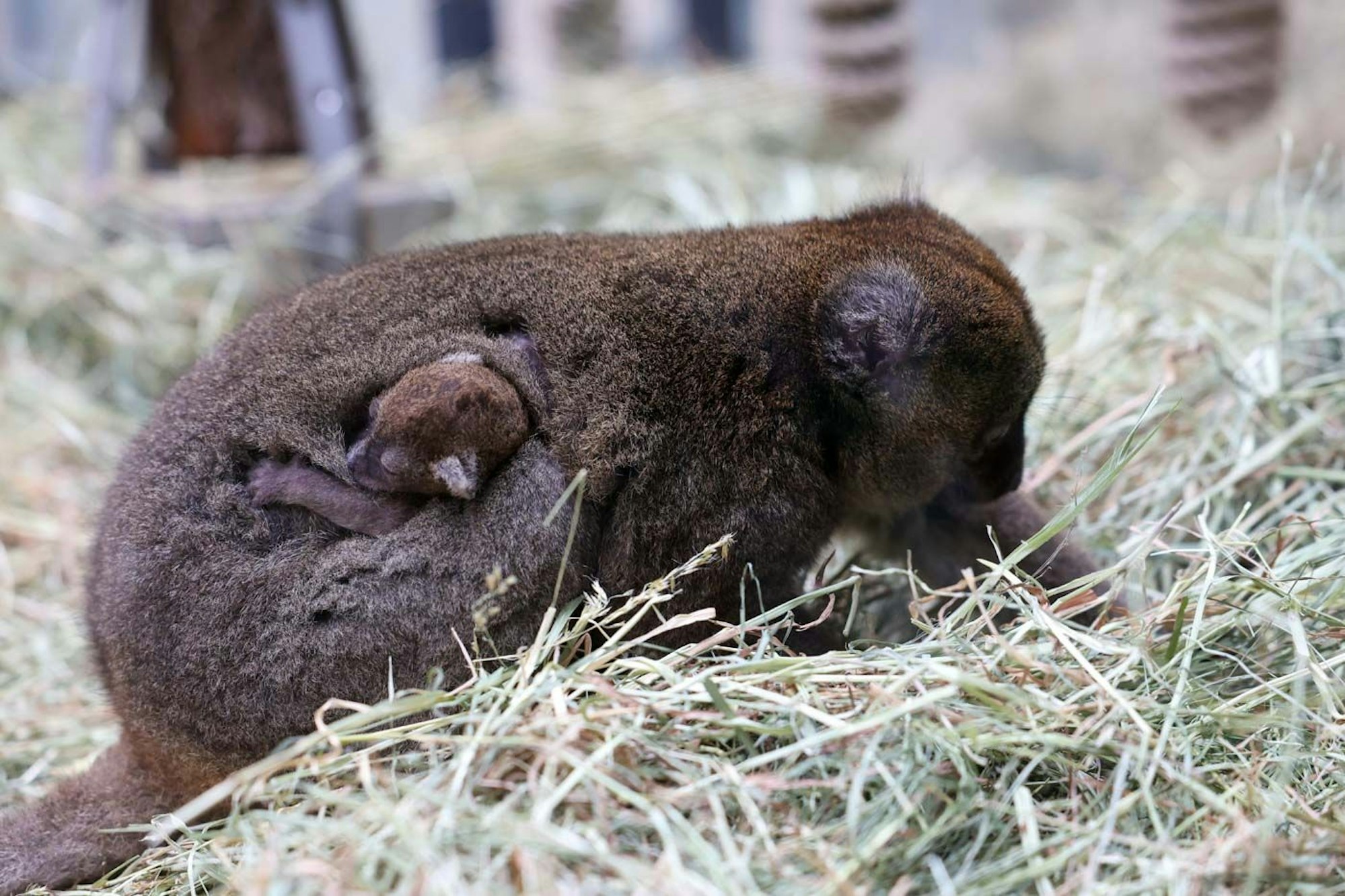 Nachwuchs bei den Lemuren im Kölner Zoo
