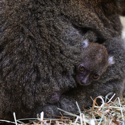 Kuscheln bei Mama ist derzeit das Größte für die beiden madegassischen Bambuslemuren. Zwei Köpfchen mit großen hellbraunen Äuglein lugen links und rechts aus dem Fell der von hinten aufgenommenen Mutter heraus.