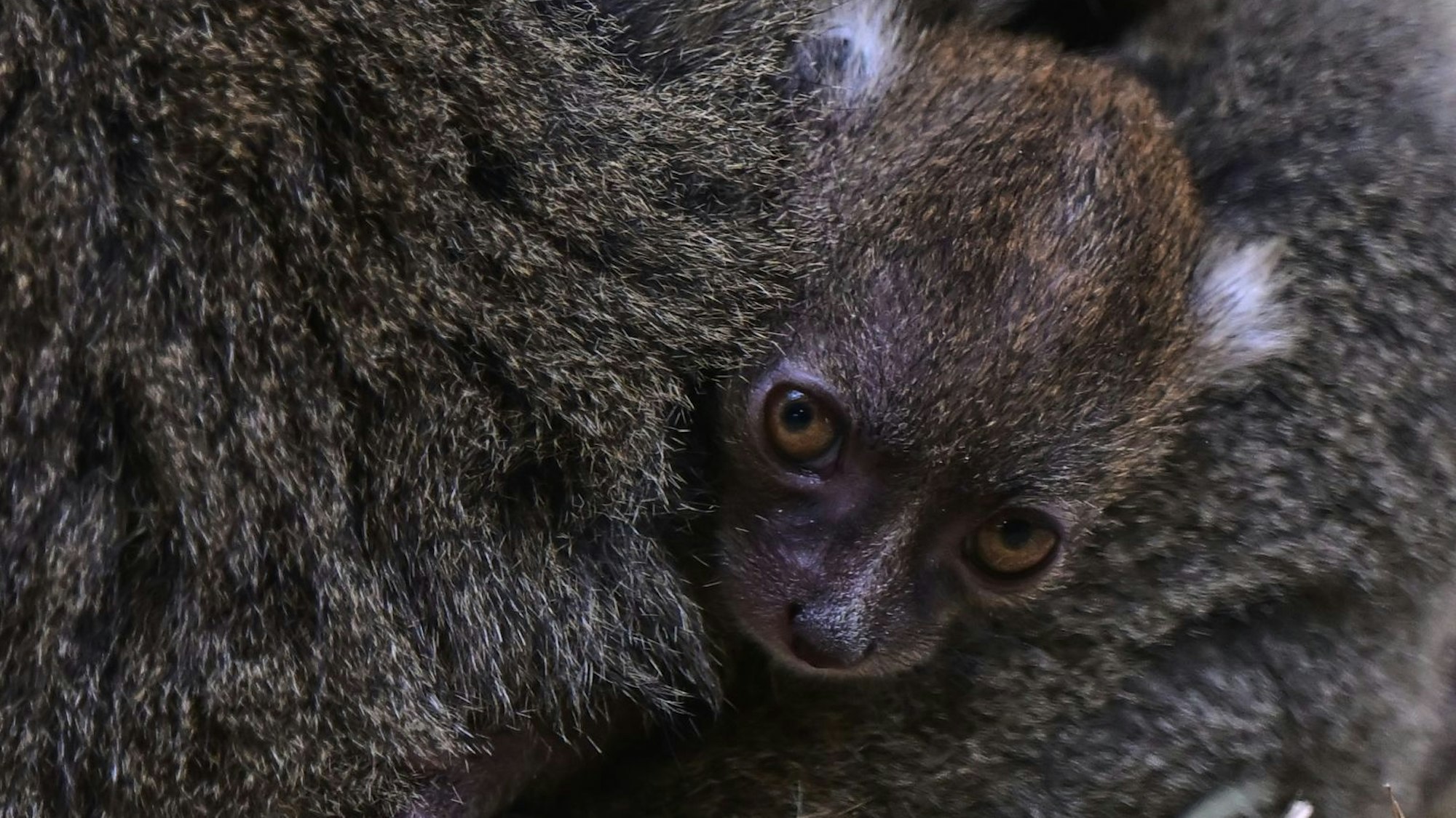 Kuscheln bei Mama ist derzeit das Größte für die beiden madegassischen Bambuslemuren. Zwei Köpfchen mit großen hellbraunen Äuglein lugen links und rechts aus dem Fell der von hinten aufgenommenen Mutter heraus.