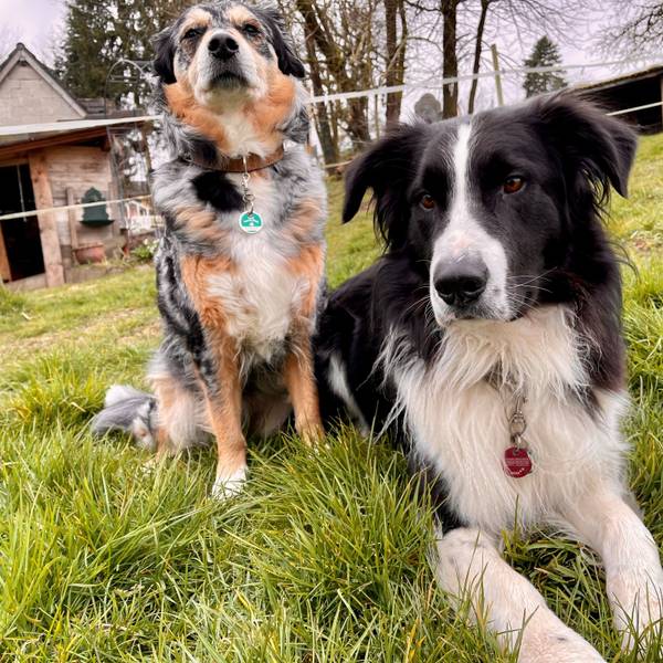 Ihre Hunde müssen Halten anmelden und dafür Hundesteuer zahlen.