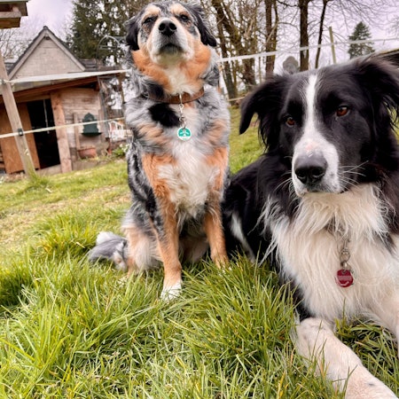 Ihre Hunde müssen Halten anmelden und dafür Hundesteuer zahlen.