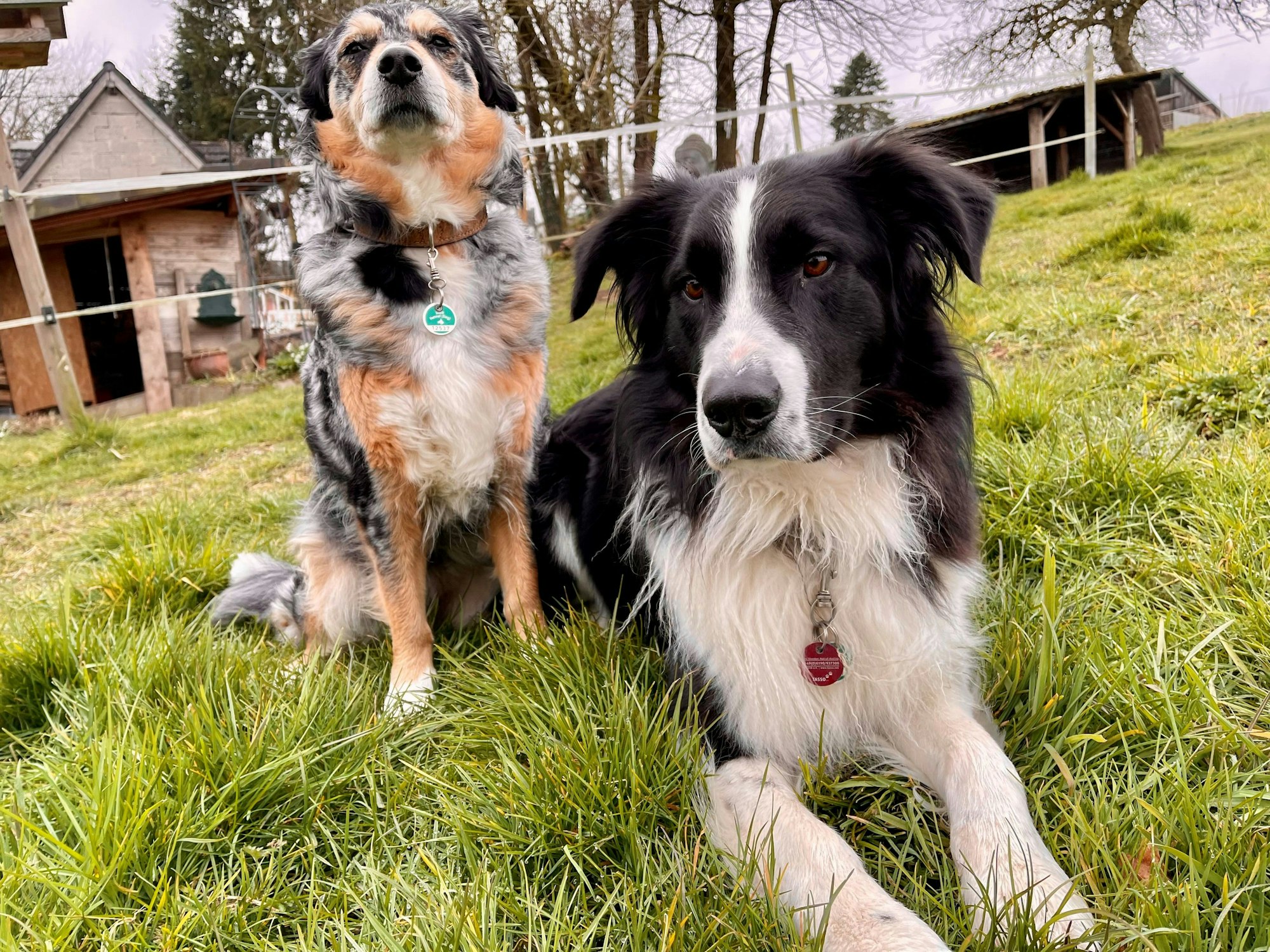 Ihre Hunde müssen Halten anmelden und dafür Hundesteuer zahlen.