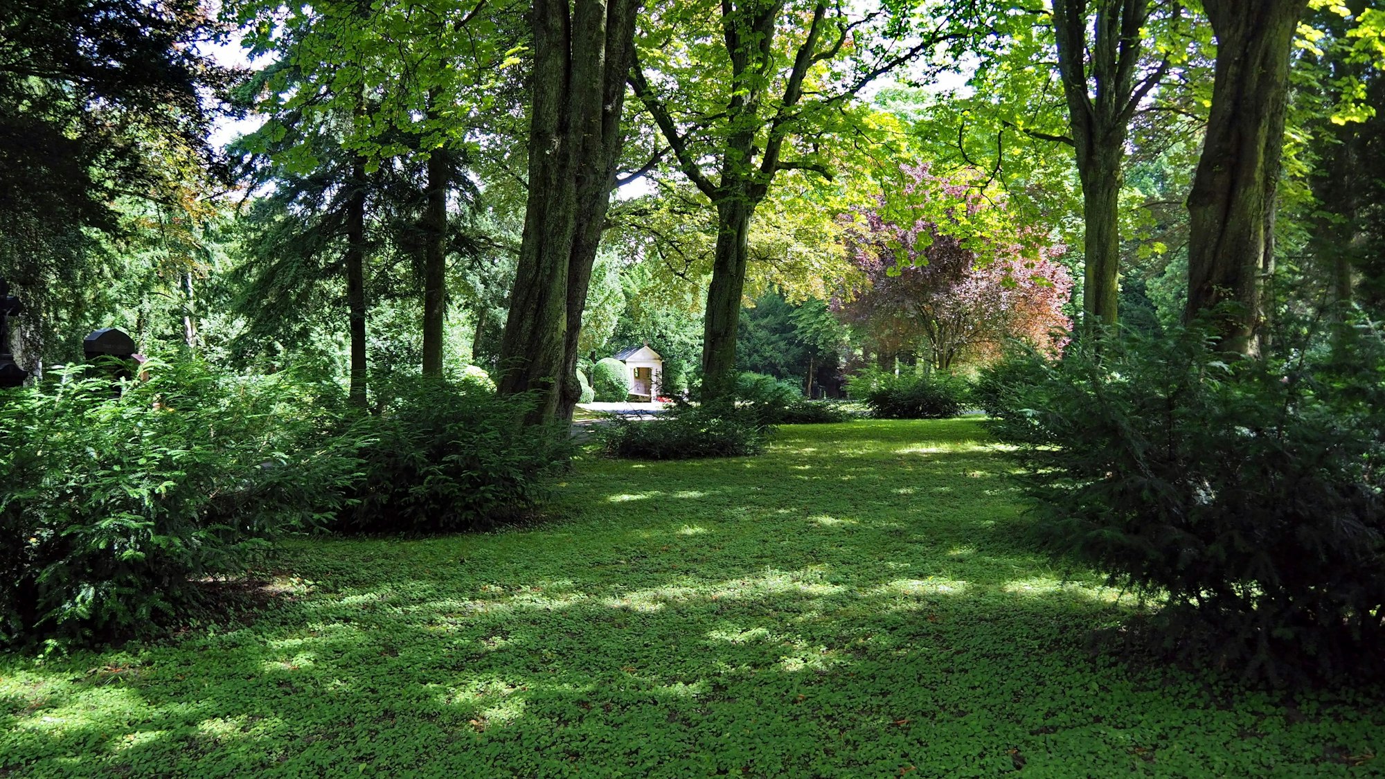 Auf dem Südfriedhof in Zollstock findet man Ruhe und Schatten.