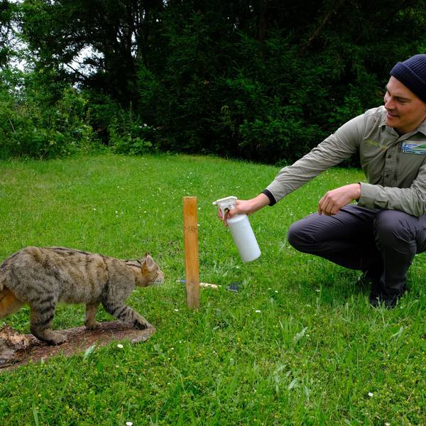 Forscher Sönke Twietmeyer mit Wildkatze (Präparat) beim Sprühen von Lockstoff auf einen Holzstab.