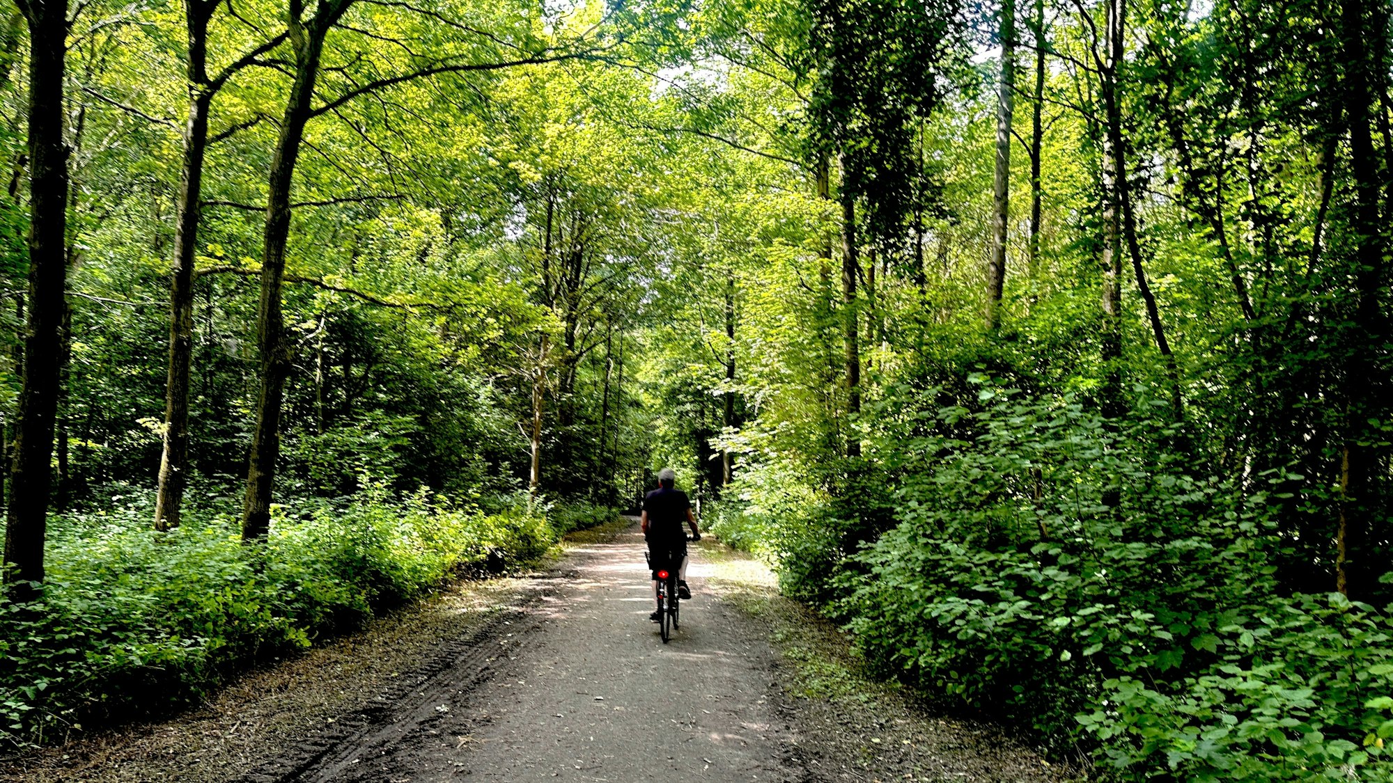 Hier ticken die Uhren anders: Der Auenwald im Weißer Rheinbogen.