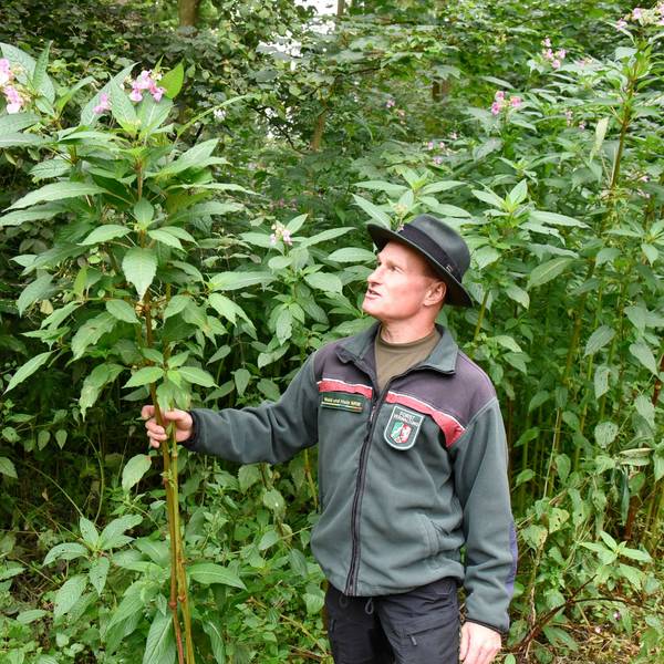 Förster Florian Claßen zeigt eingeschleppte Neophyten wie das Indische Springkraut