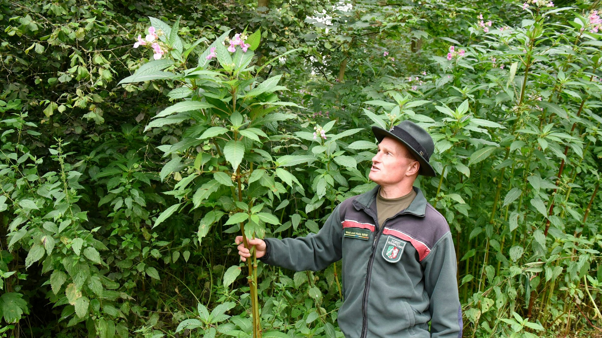 Förster Florian Claßen zeigt eingeschleppte Neophyten wie das Indische Springkraut