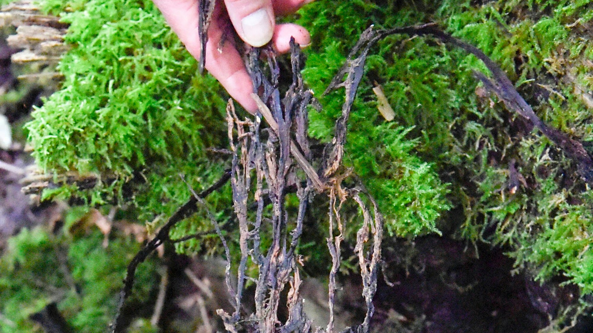 Auf dem Bild zeigt der Förster das Myzlgeflecht des Hallimasch.