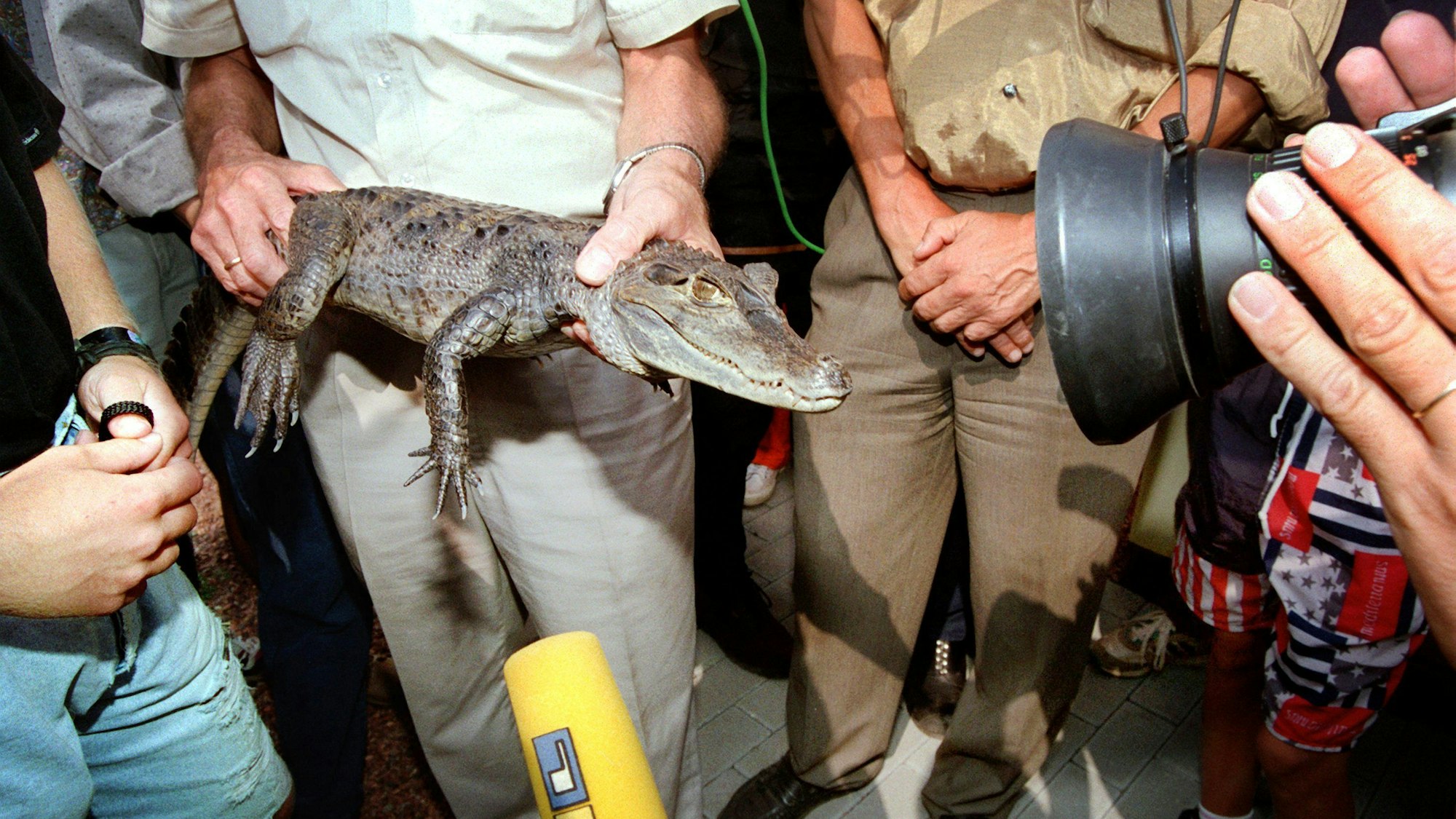 Dormagen: Ein Kameramann filmt am Ufer des Straberger Baggersees den wieder eingefangenen Brillenkaiman „Sammy“