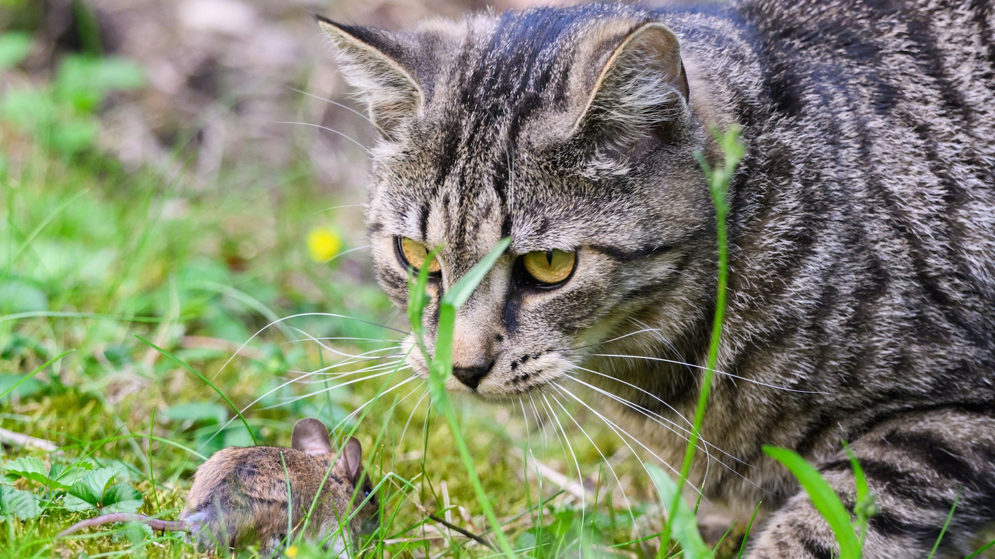 Eine getigerte Katze schleicht im Gras auf eine Maus zu.