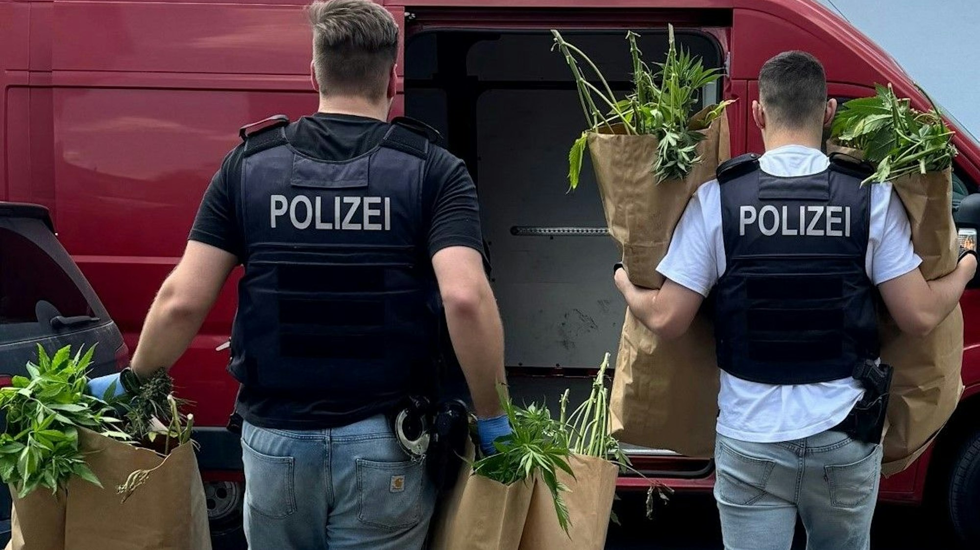 Zu sehen sind Polizeibeamte, die Cannabispflanzen forttragen.