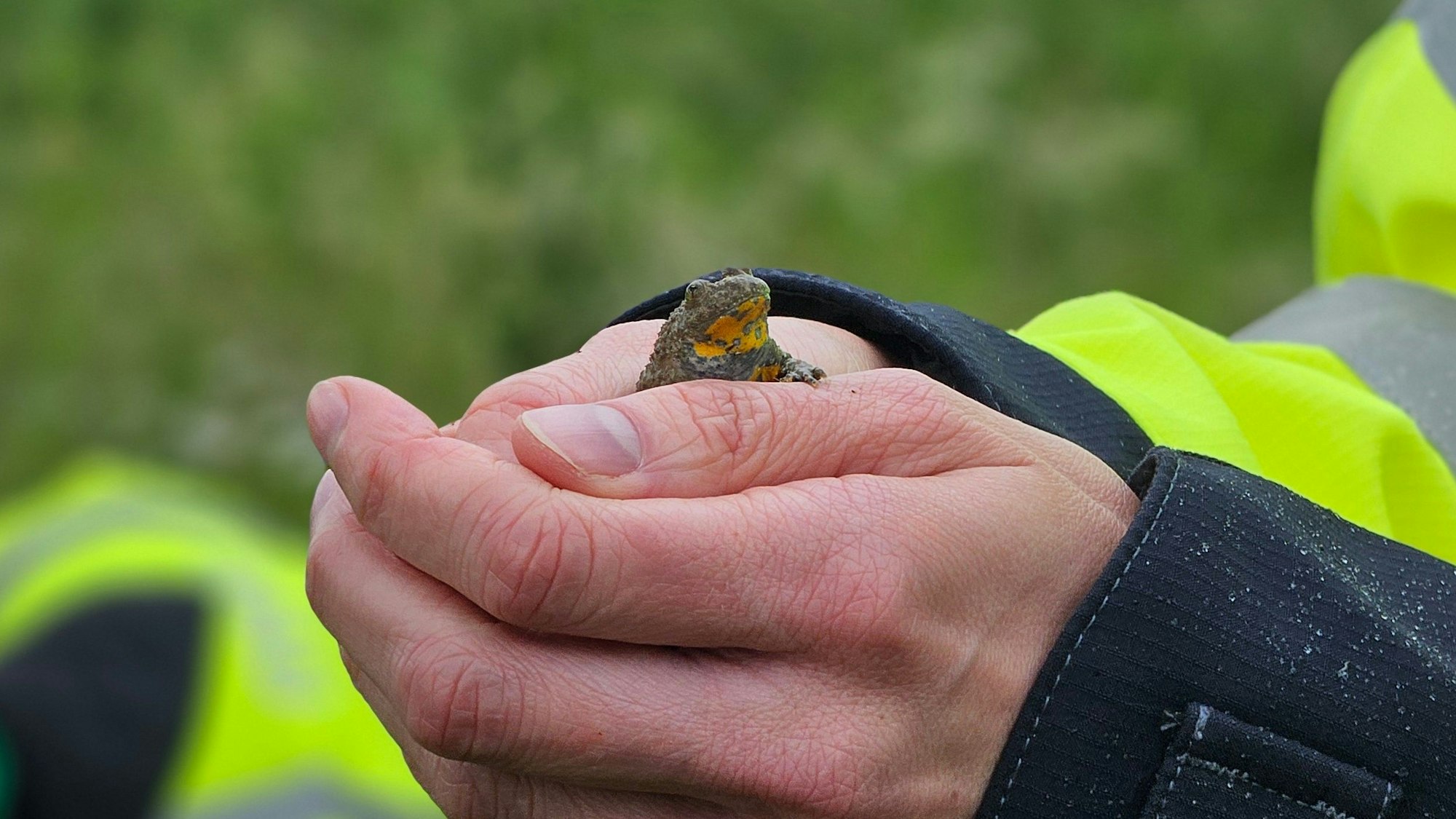 Eine Frau hält eine Gelbbauchunke in ihren Händen.