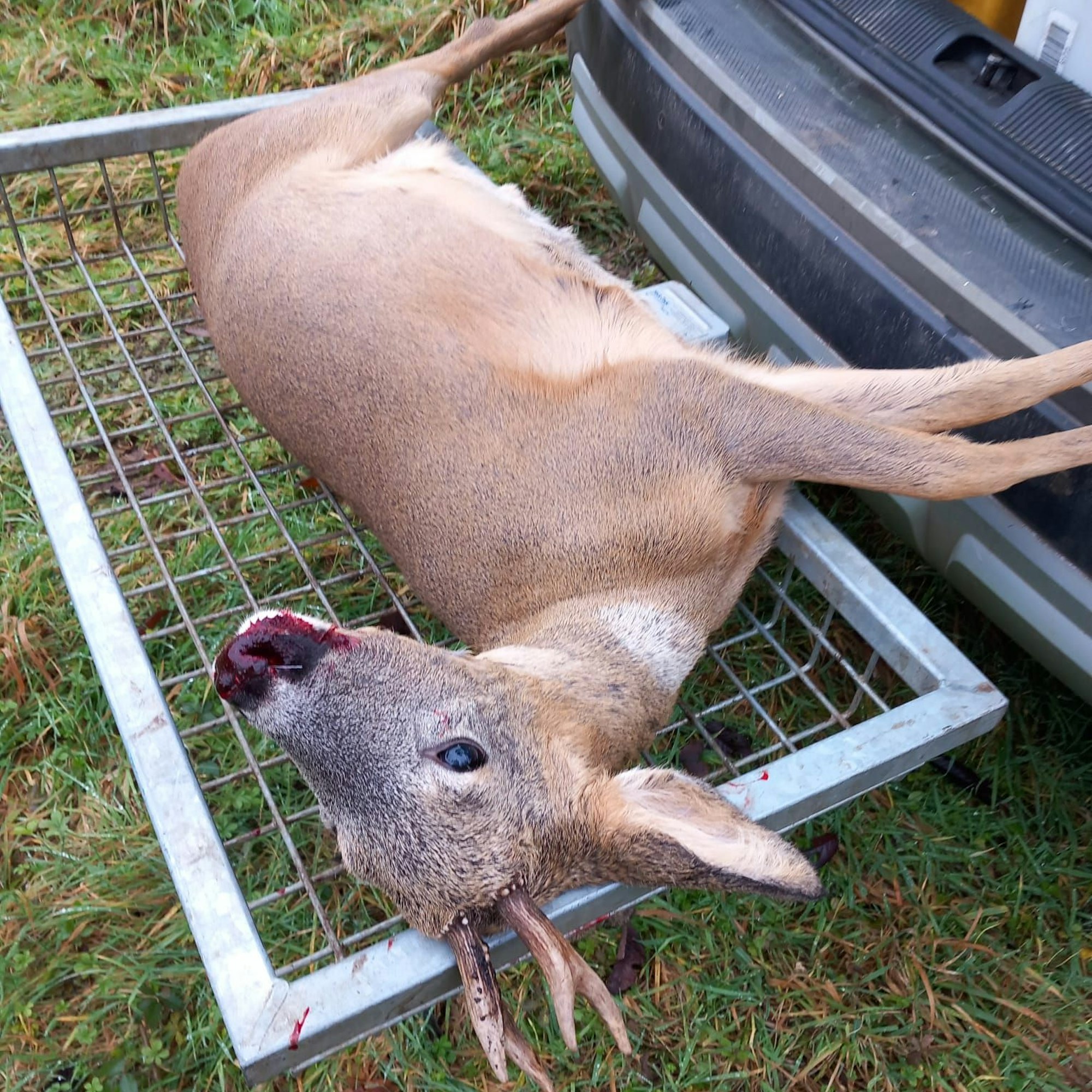 Ein totes Rehkitz mit blutiger Schnauze.