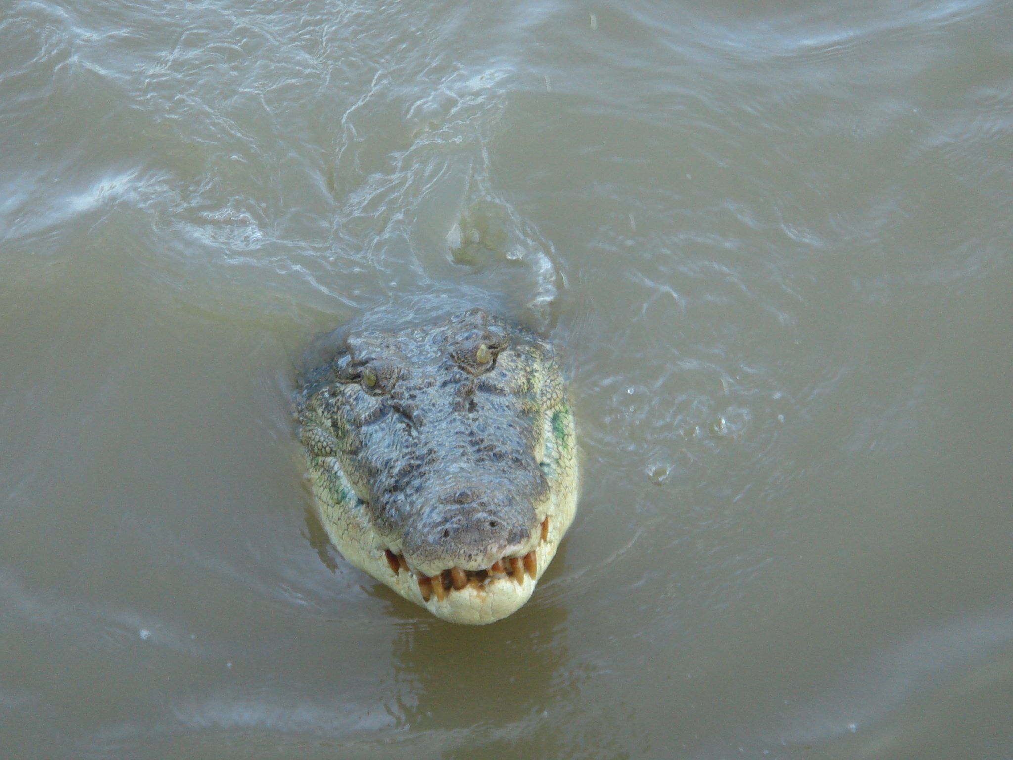 Ein Krokodil schwimmt im Adelaide River im Northern Territory.