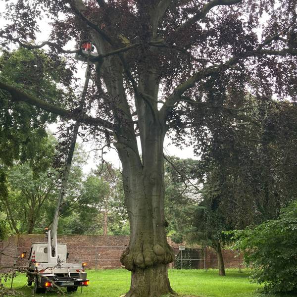 Die Buche im Stadtgarten, auch Rosengarten genannt, ist krank und muss nach Angaben der Stadtverwaltung gefällt werden.