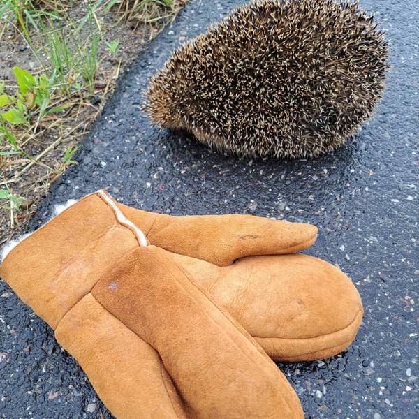 Ein igel liegt zusammengerollt auf der Straße, davor ein Paar Lammfellhandschuhe.