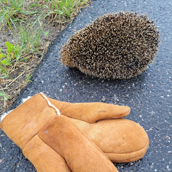 Ein igel liegt zusammengerollt auf der Straße, davor ein Paar Lammfellhandschuhe.