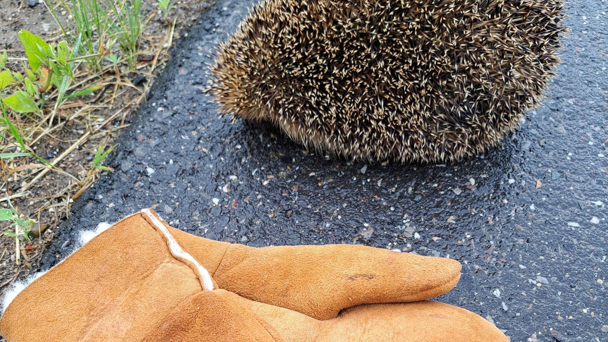 Ein igel liegt zusammengerollt auf der Straße, davor ein Paar Lammfellhandschuhe.