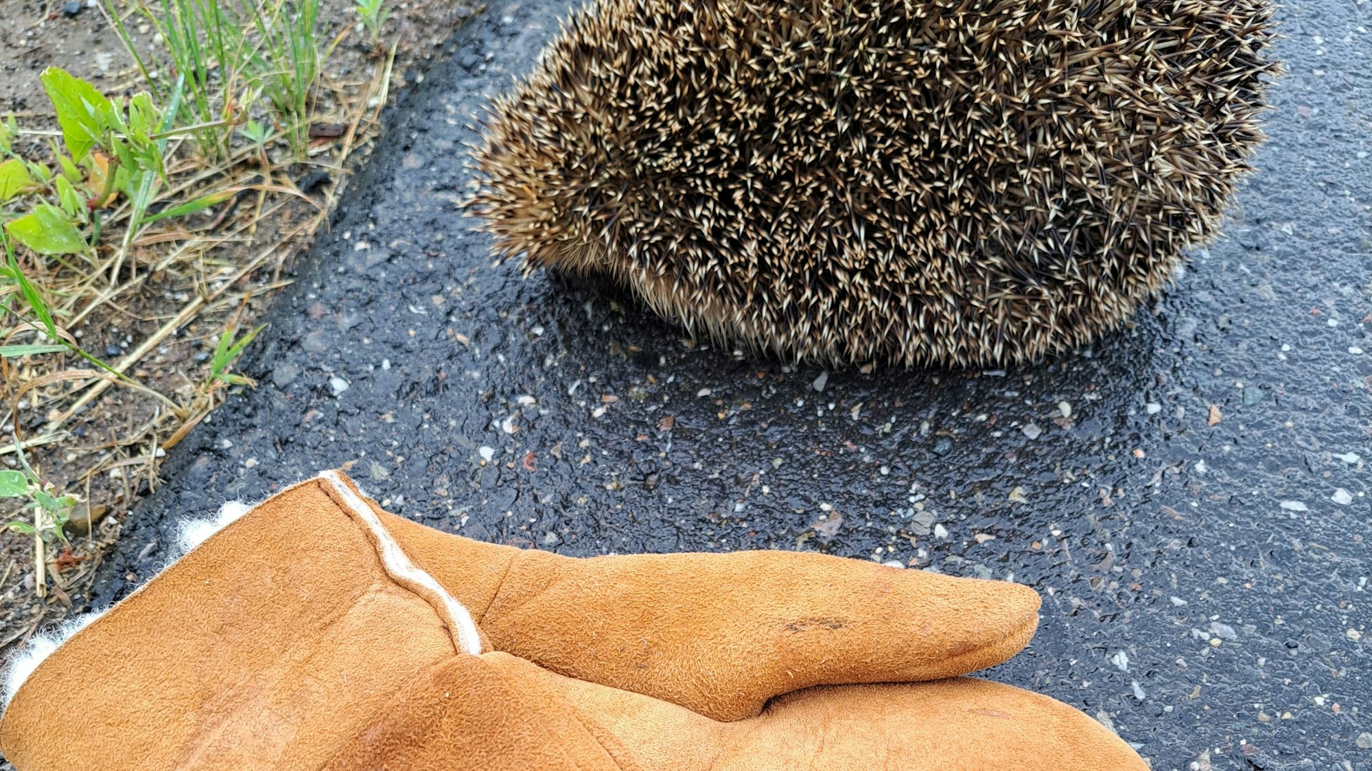 Ein igel liegt zusammengerollt auf der Straße, davor ein Paar Lammfellhandschuhe.