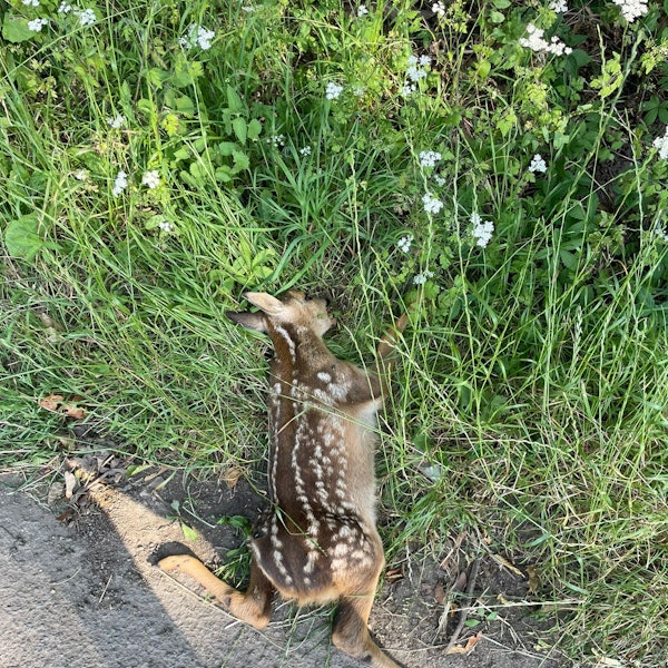 Ein totes Rehkitz am Straßenrand.
