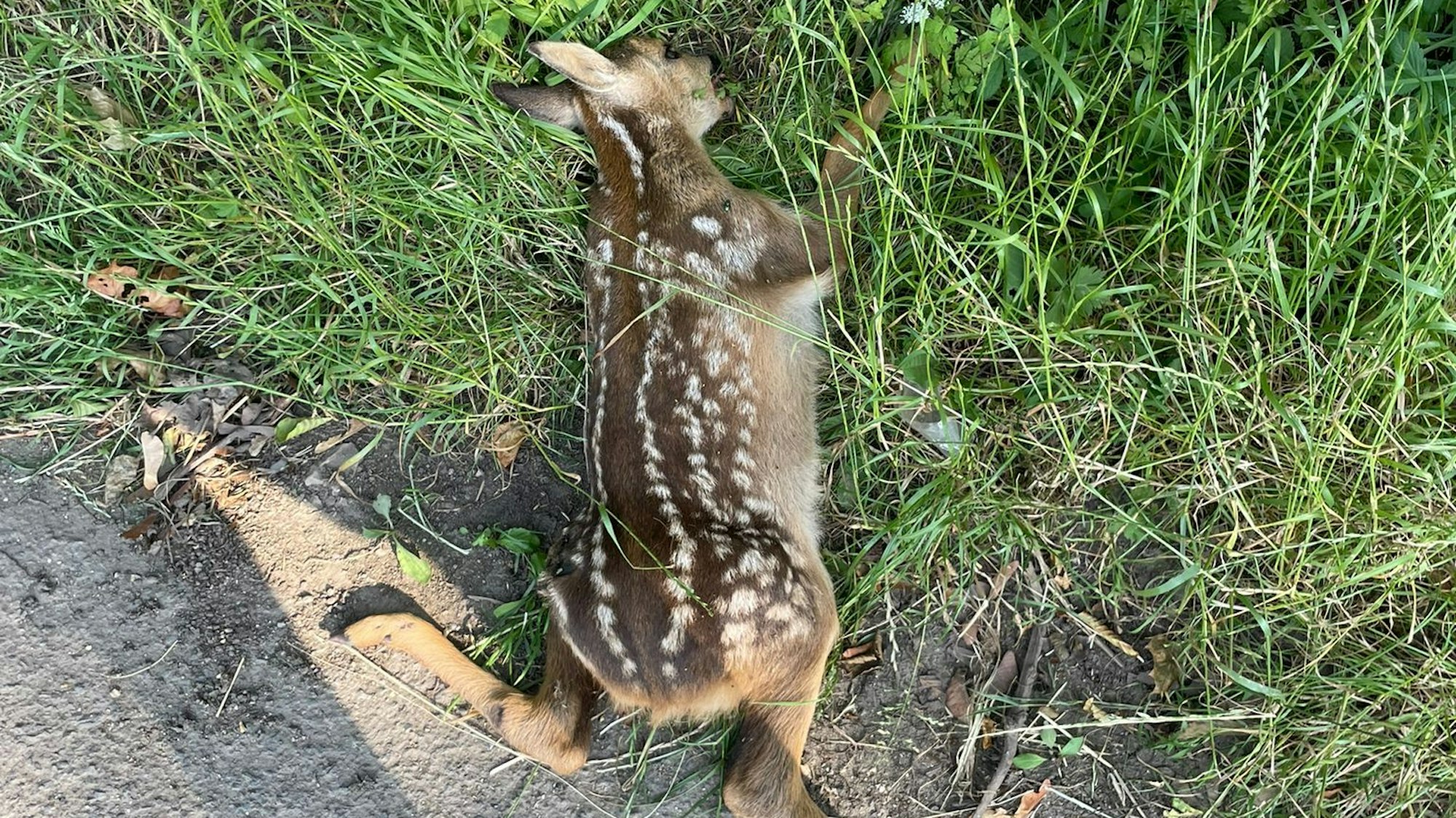 Ein totes Rehkitz am Straßenrand.