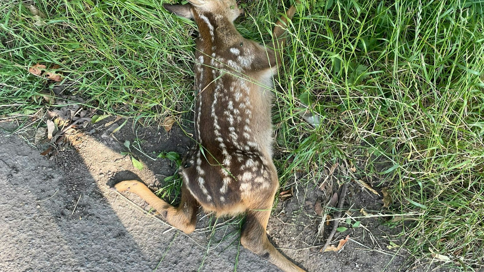 Ein totes Rehkitz am Straßenrand.