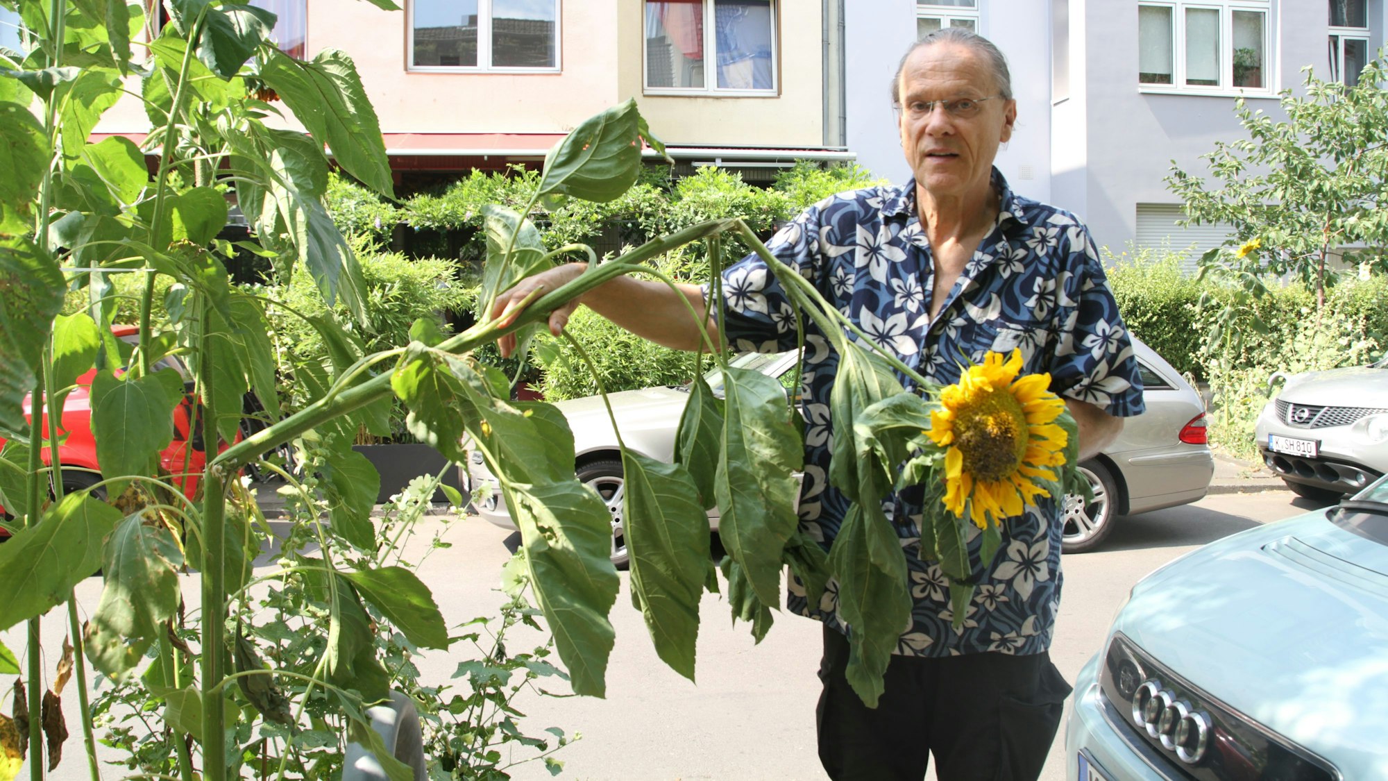 Der Kölner Baumpate Walter Hoischen steht neben einer abgeknickten Sonnenblume