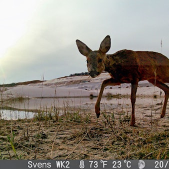 Das Bild zeigt ein Reh in der Grube der Quarzwerke Frechen.