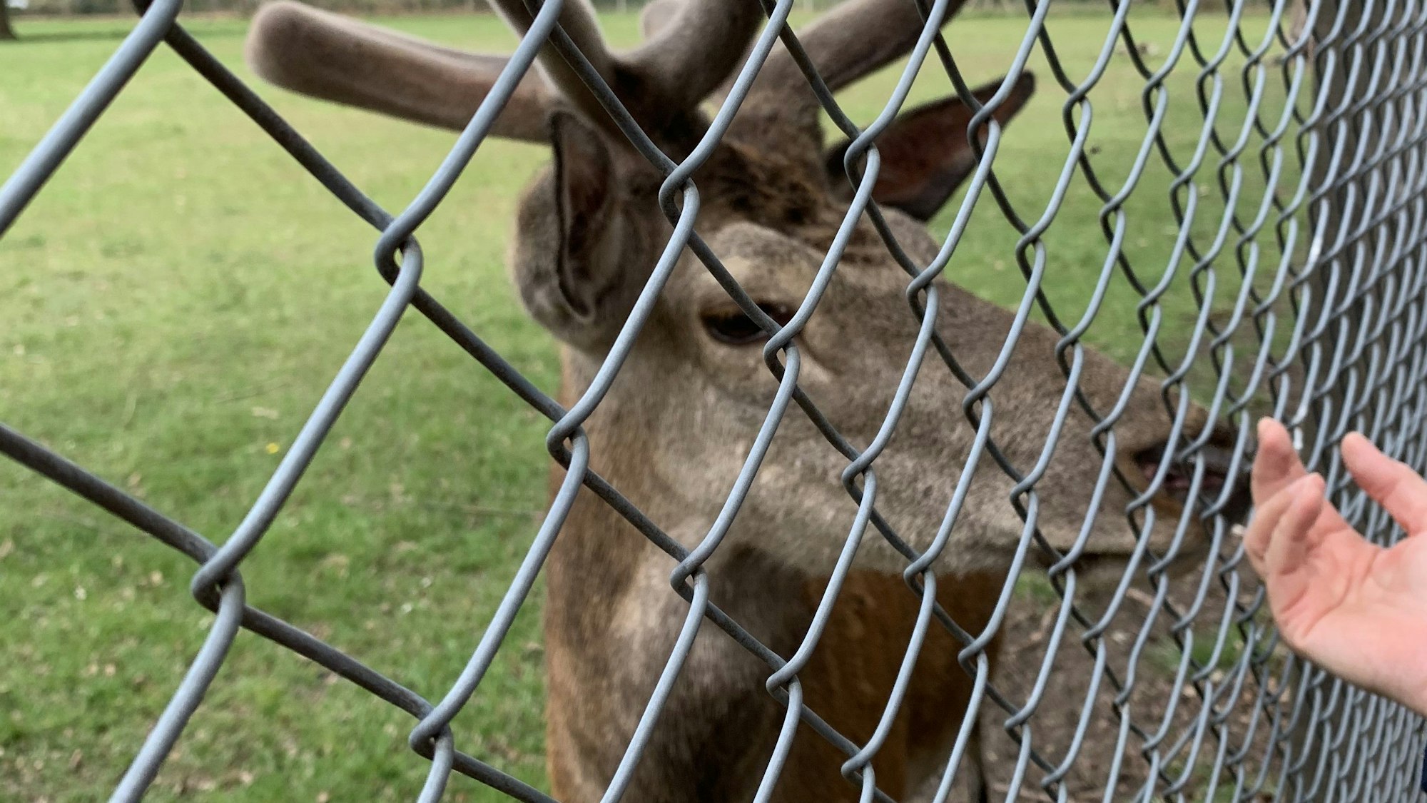 Der Rothirsch am Zaun im Wildgehege kann mit Wildfutter gefüttert werden.