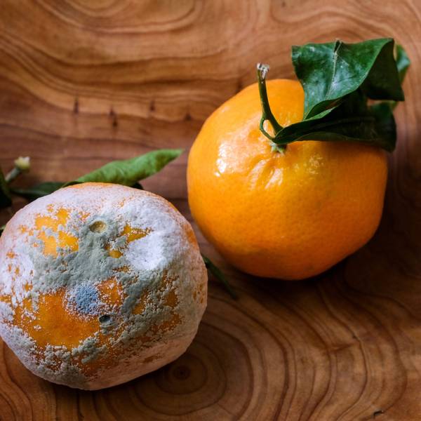 ARCHIV - 23.11.2020, Berlin: Ein verschimmelte und eine frische Mandarine.
Verschimmeltes Obst darf man nicht mehr essen. Foto: Jens Kalaene/dpa-Zentralbild/ZB - Honorarfrei nur für Bezieher des Dienstes dpa-Nachrichten für Kinder +++ dpa-Nachrichten für Kinder +++