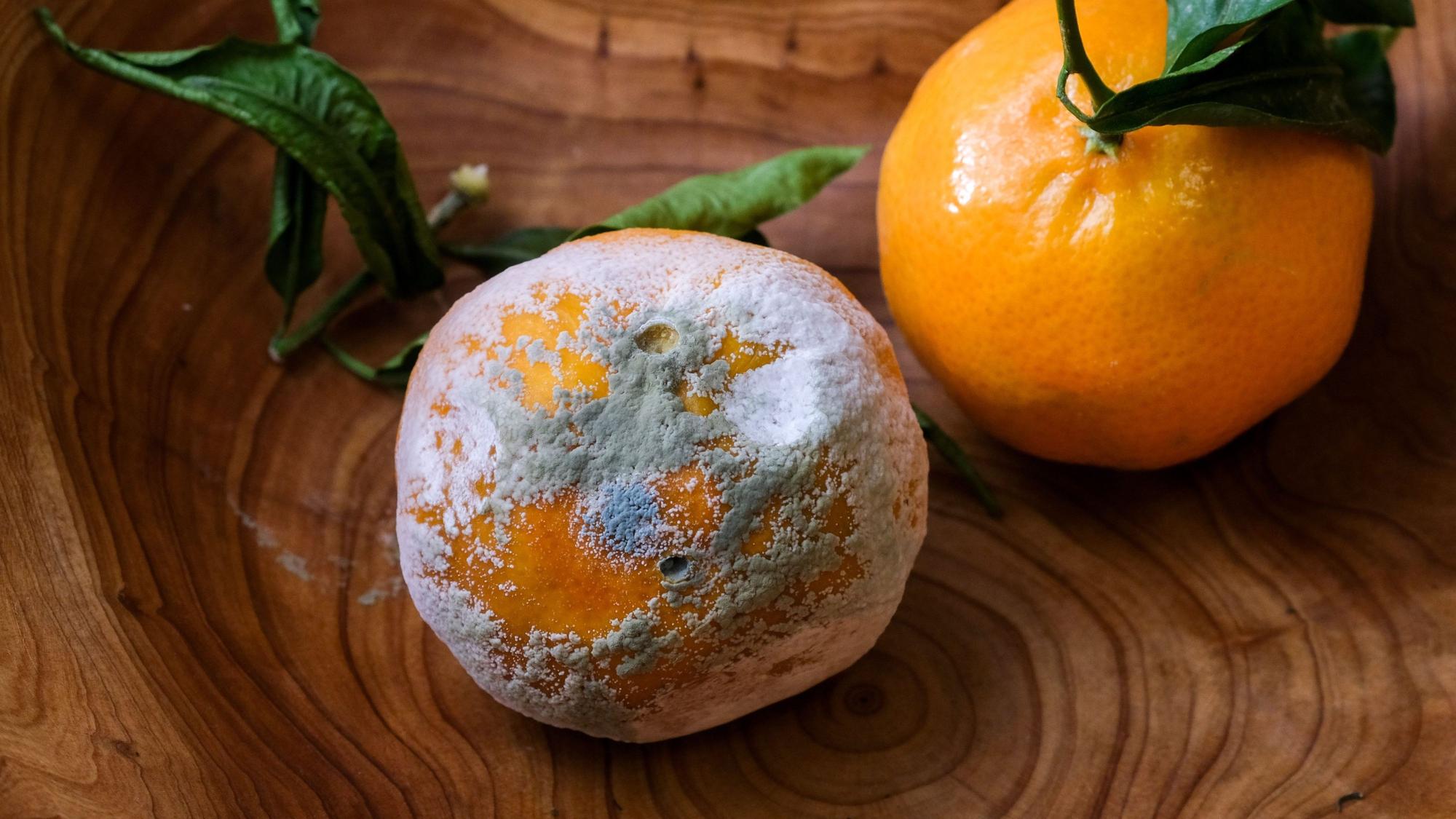 ARCHIV - 23.11.2020, Berlin: Ein verschimmelte und eine frische Mandarine.
Verschimmeltes Obst darf man nicht mehr essen. Foto: Jens Kalaene/dpa-Zentralbild/ZB - Honorarfrei nur für Bezieher des Dienstes dpa-Nachrichten für Kinder +++ dpa-Nachrichten für Kinder +++