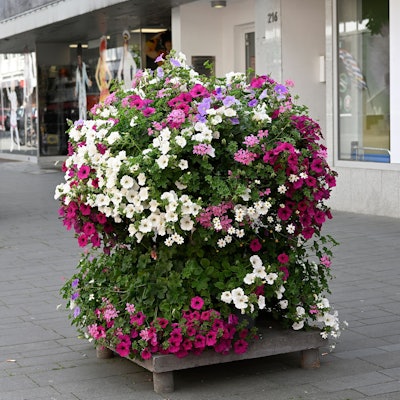 Das Foto zeigt Blumenschmuck in der Fußgängerzone