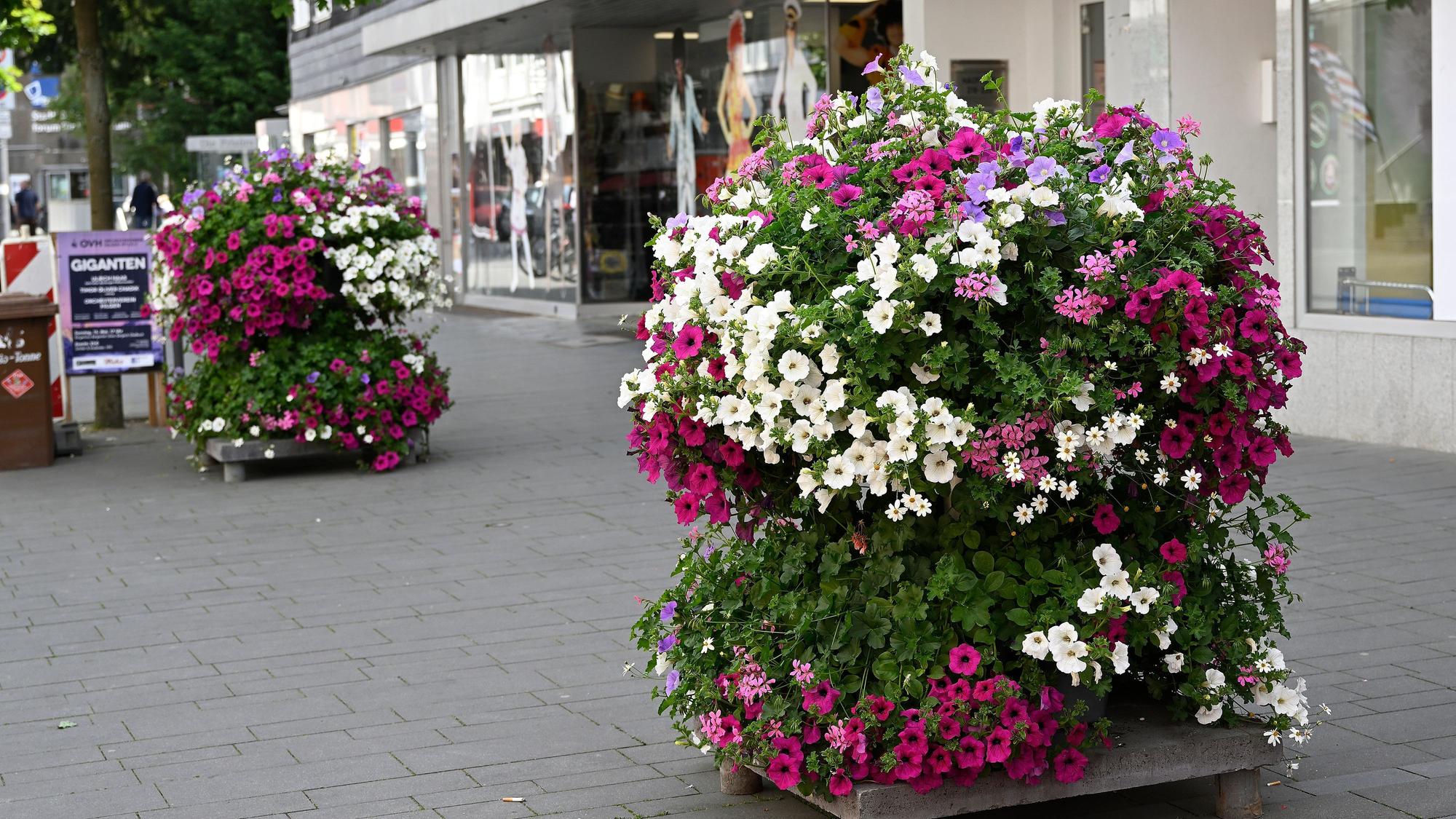 Das Foto zeigt Blumenschmuck in der Fußgängerzone