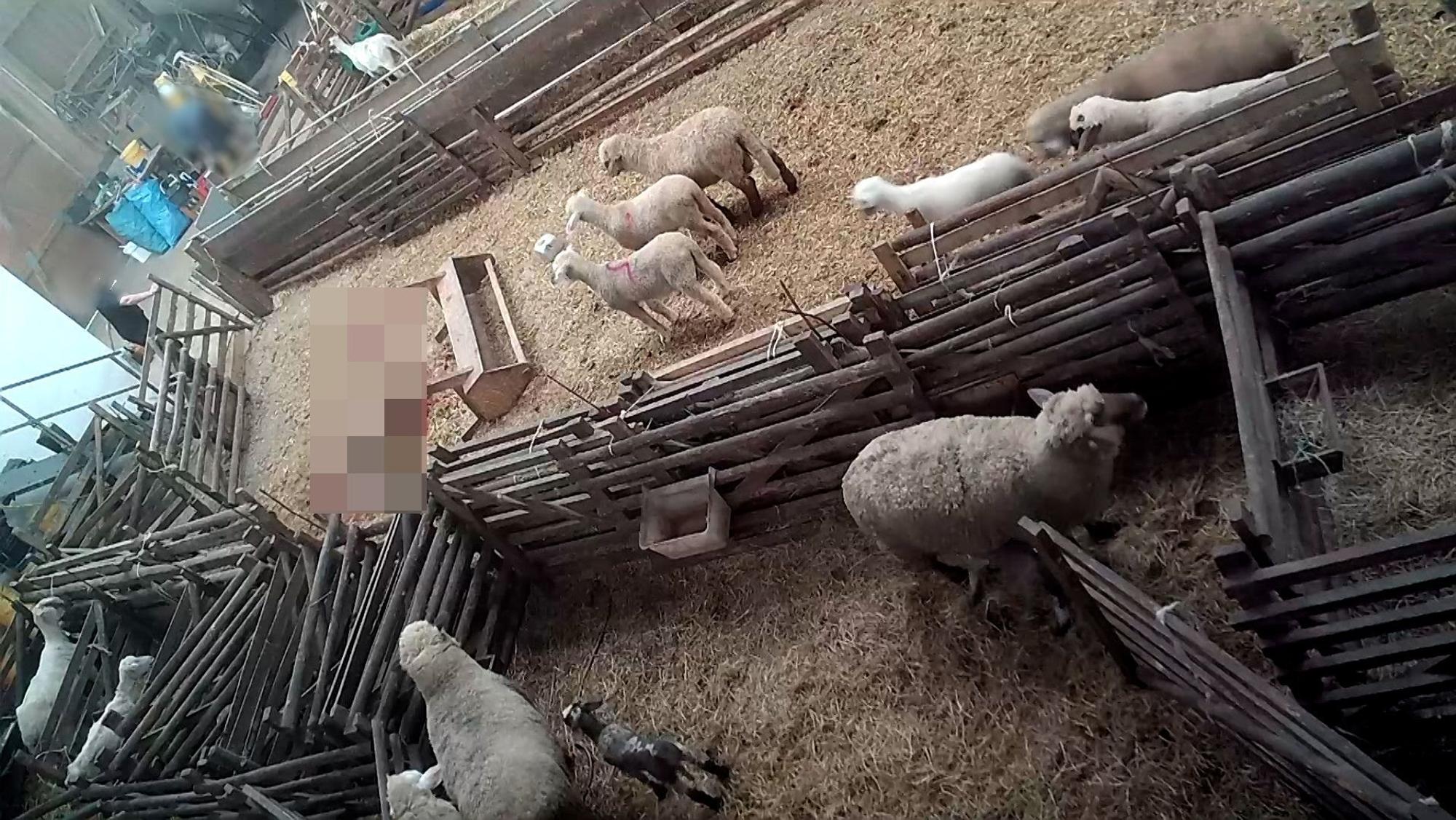 Die Tierschutzorganisation Aninova aus Sankt Augustin hat Fälle von Tierquälerei aufgedeckt: Ein Schäfer aus Hennef hat seine Schafe geschlagen, getreten und ohne Betäubung in seinem Stall in Neuwied getötet (geschächtet).