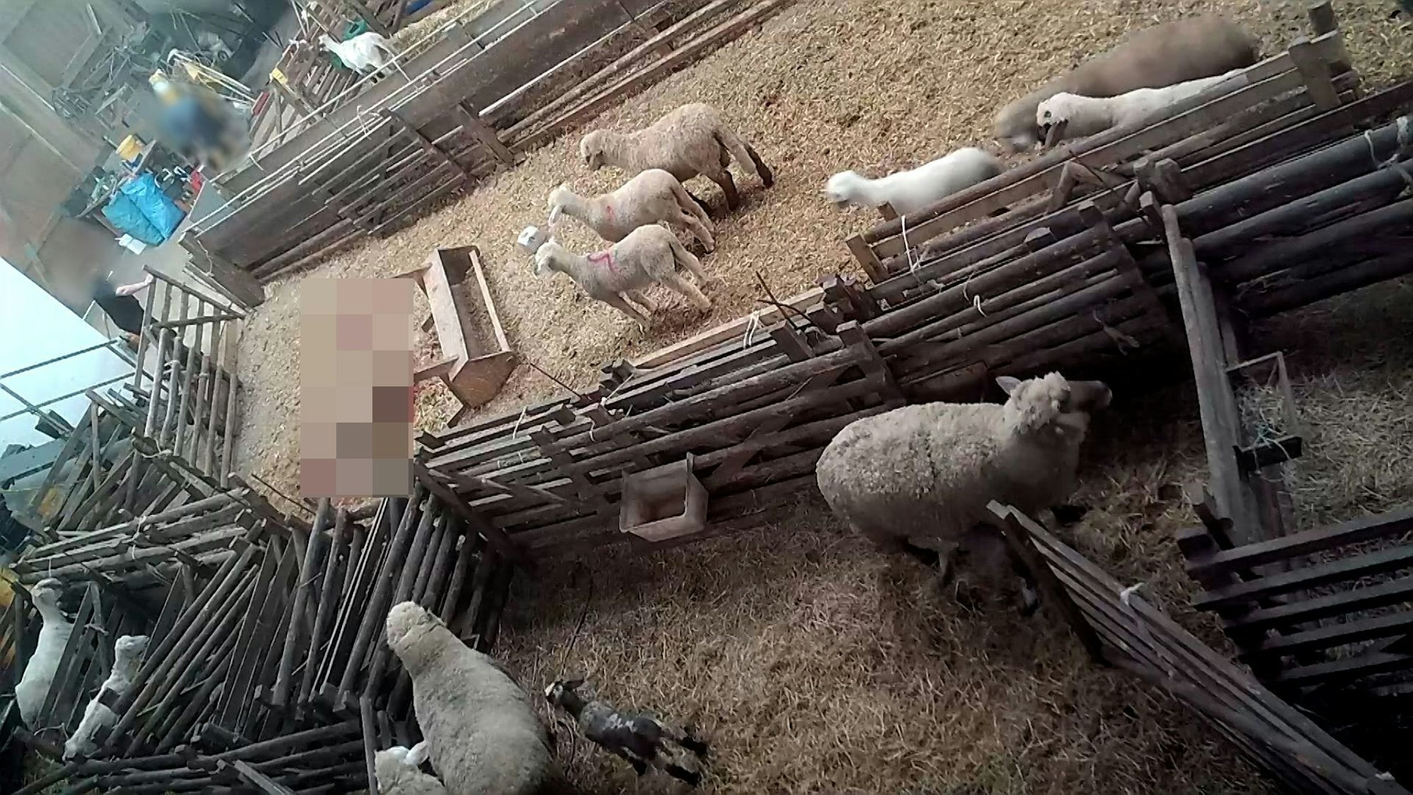 Die Tierschutzorganisation Aninova aus Sankt Augustin hat Fälle von Tierquälerei aufgedeckt: Ein Schäfer aus Hennef hat seine Schafe geschlagen, getreten und ohne Betäubung in seinem Stall in Neuwied getötet (geschächtet).