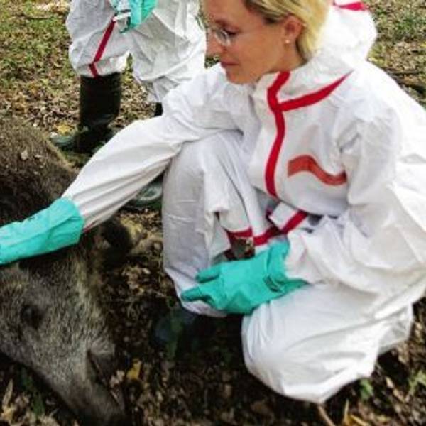 Übung Afrikanische Schweinepest Wahner Heide