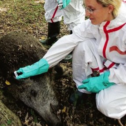 Übung Afrikanische Schweinepest Wahner Heide
