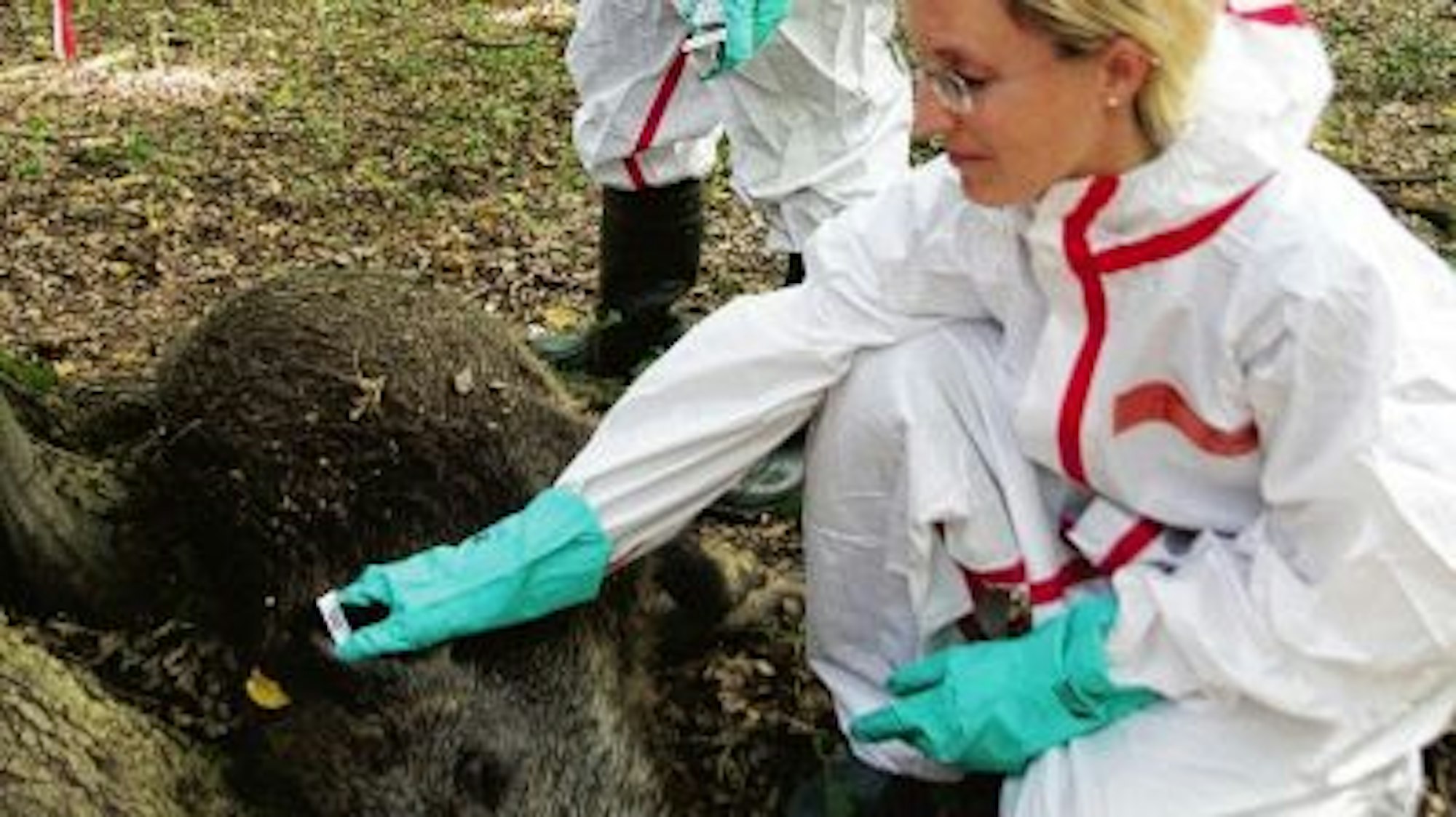 Übung Afrikanische Schweinepest Wahner Heide