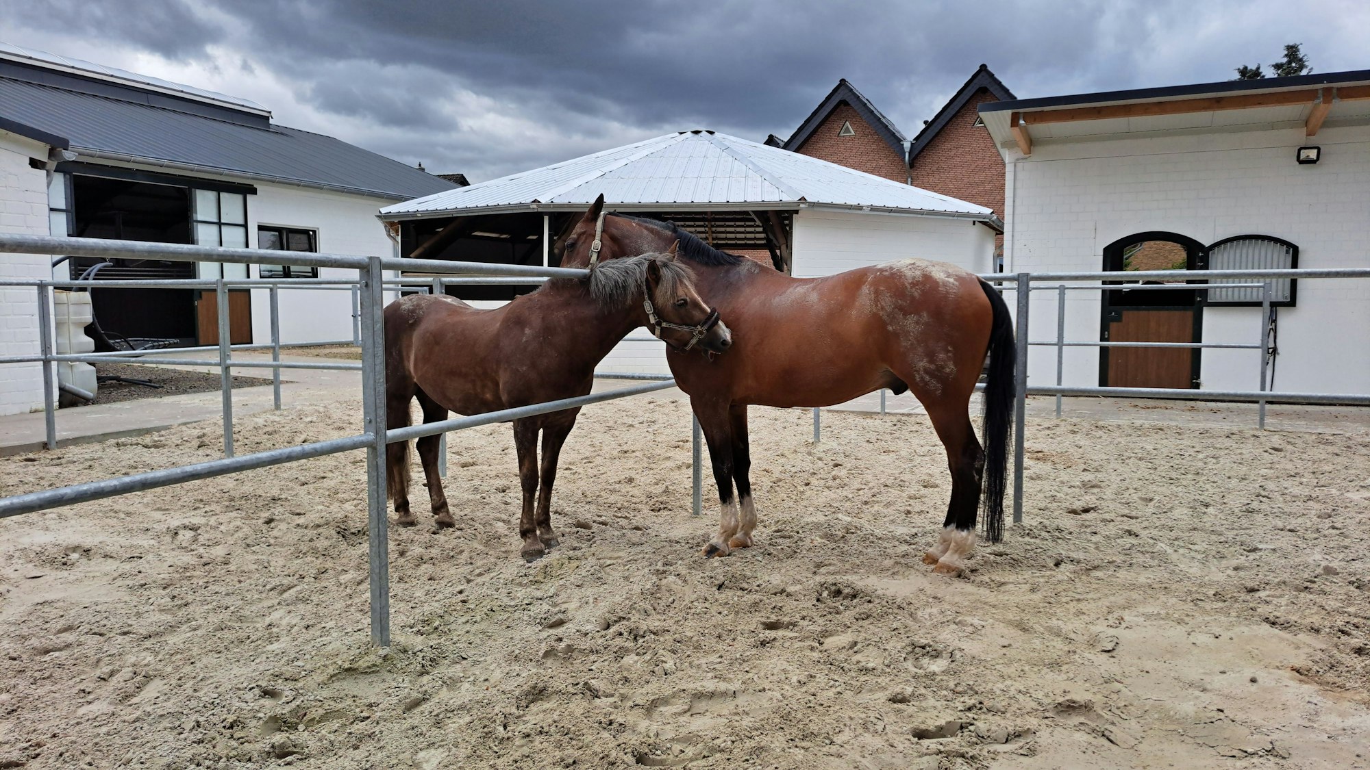 Der Blick aus der Küche von Familie Spoo fällt auf die Pferde. Sie alle waren vor dem Hochwasser in Sicherheit gebracht worden.