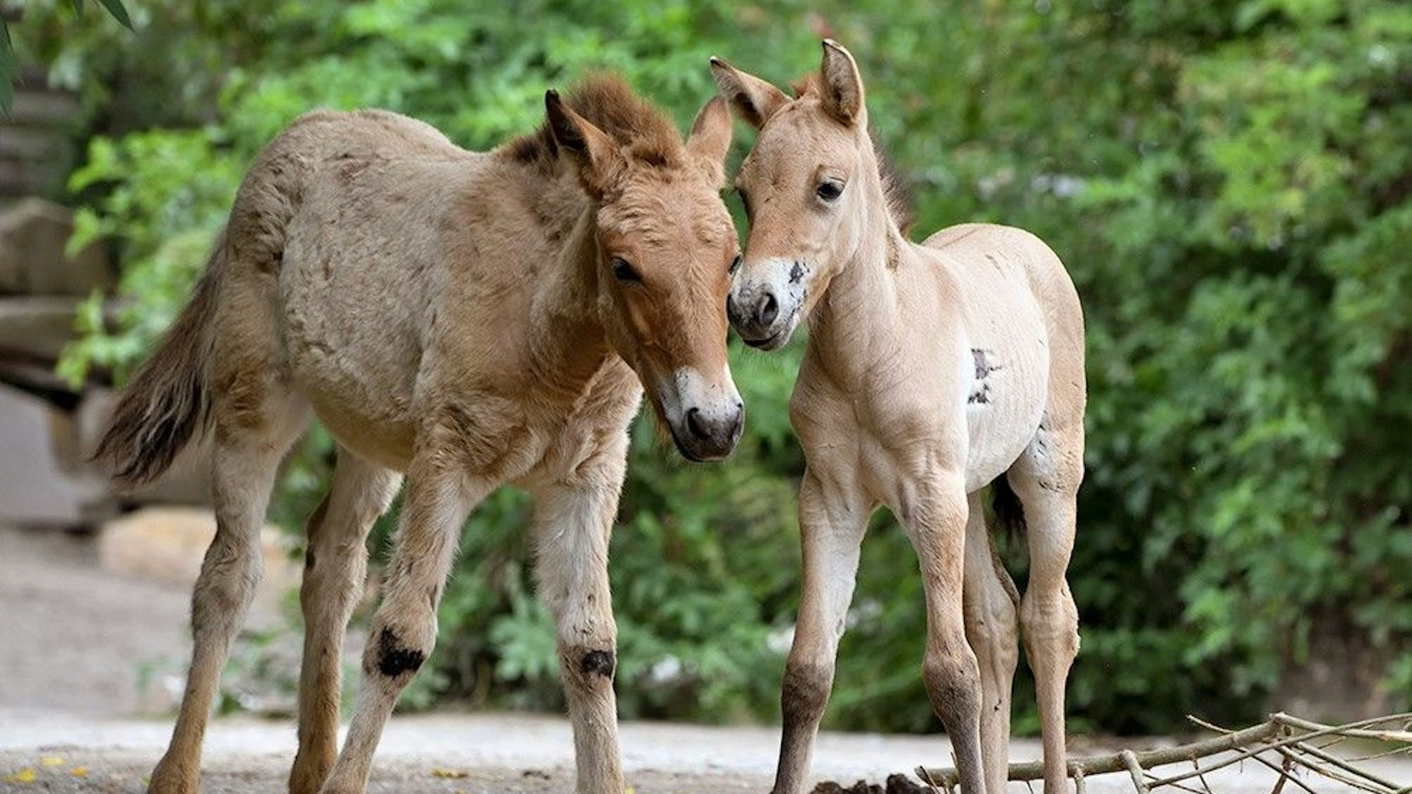 Erschöpft vom Fohlen-rangeln stehen die beiden jetzt nebeneinander.