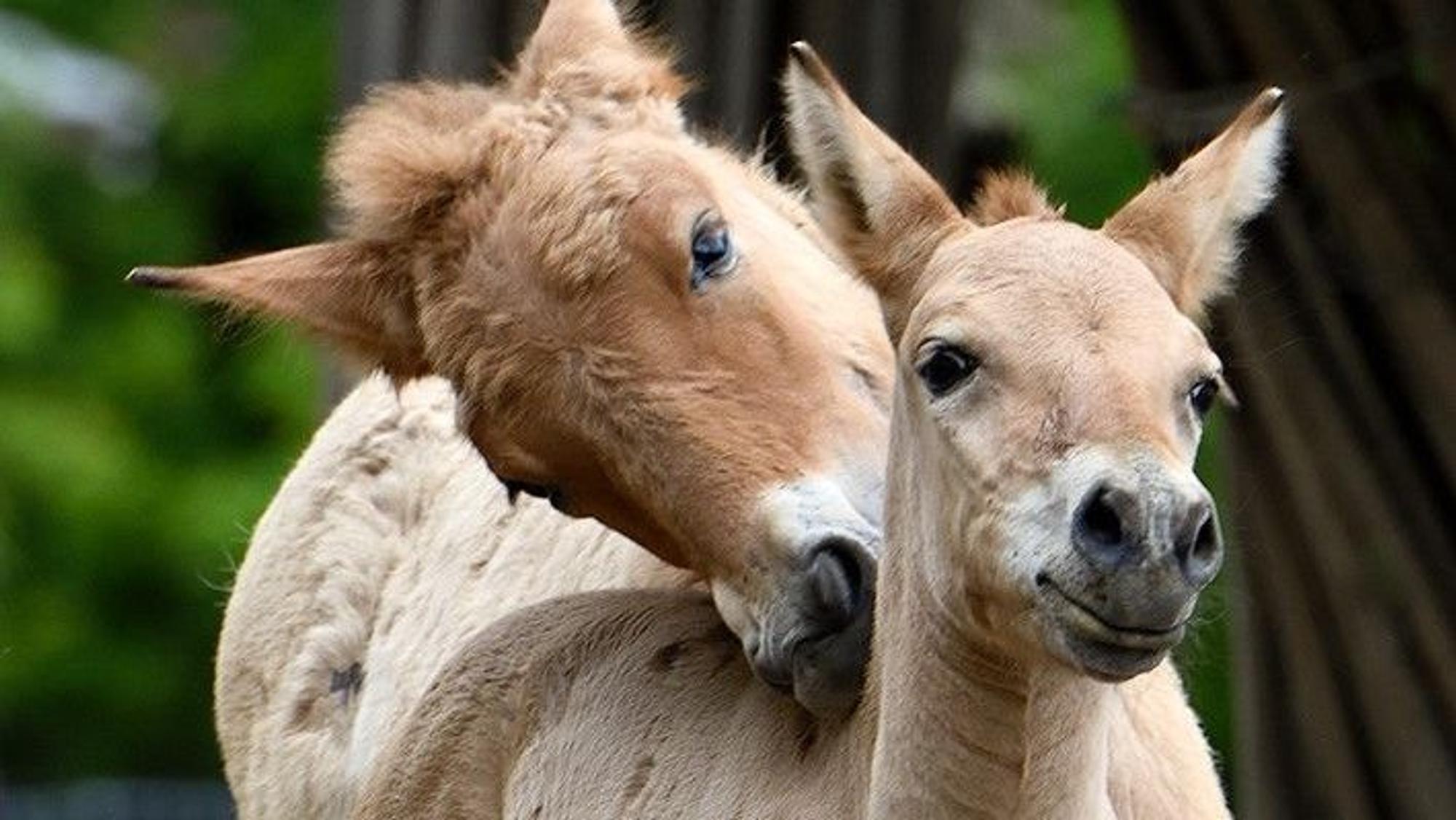 Geschwisterlieb kann auch ein bisschen ruppig sein. Zumindest für den kleinen Vito im Vordergrund. Ein größeres Fohlen beißt das kleiner leicht in den Widerrist.