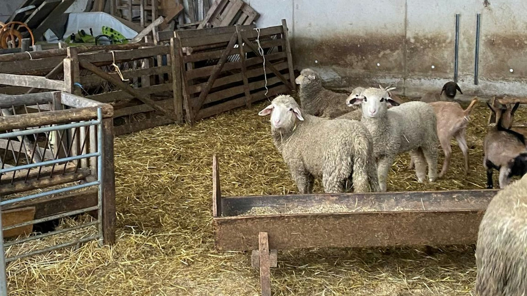 Schafe stehen in einem Pferch auf Stroh, im Hintergrund liegt viel Gerümpel.
