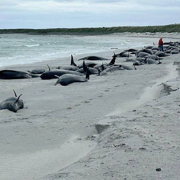 Großbritannien, Kirkwall: Dutzende Grindwale liegen auf einem Strand auf den schottischen Orkney-Inseln.