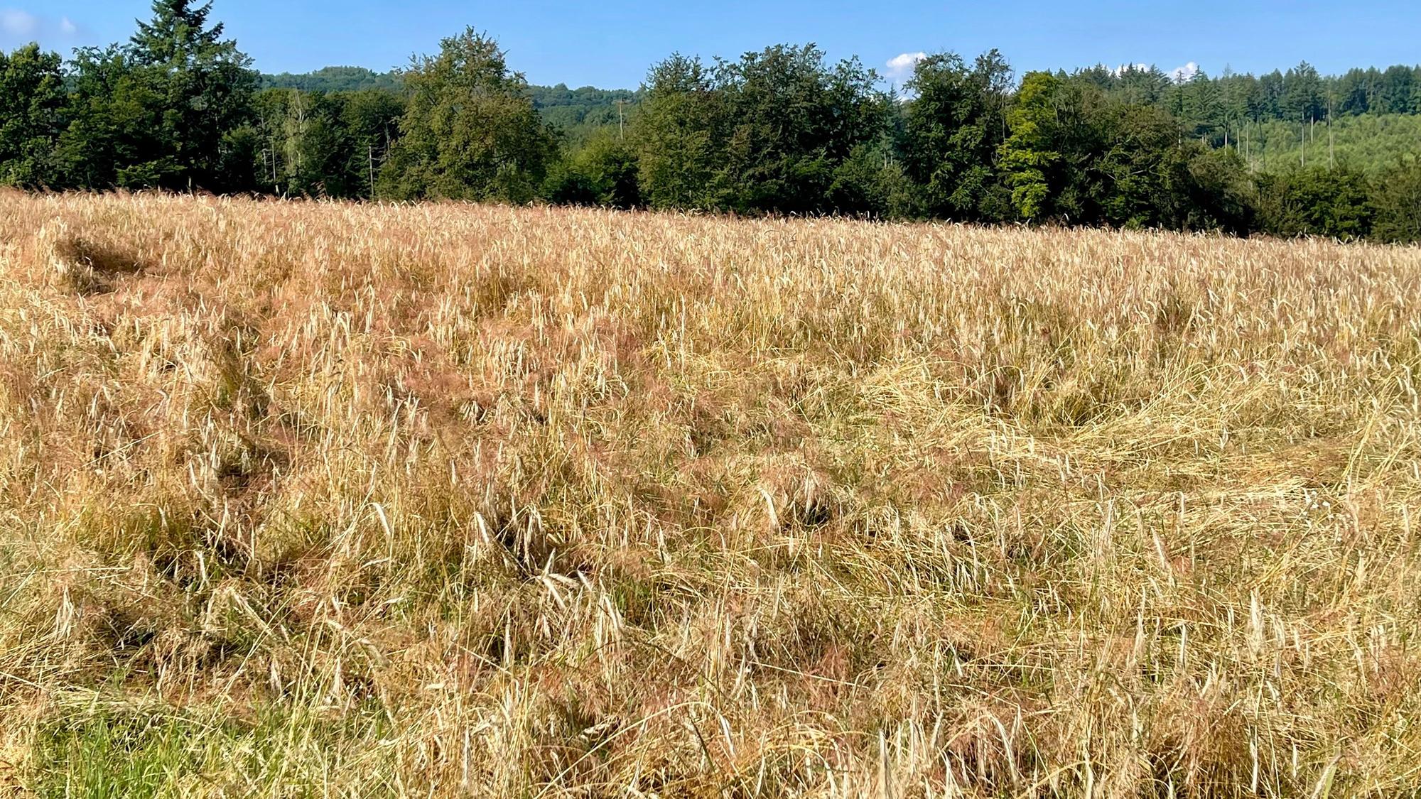 Plattgedrückte Ähren auf einem Roggenfeld.