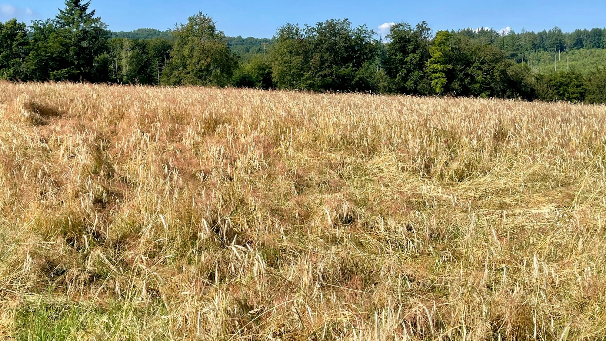 Plattgedrückte Ähren auf einem Roggenfeld.