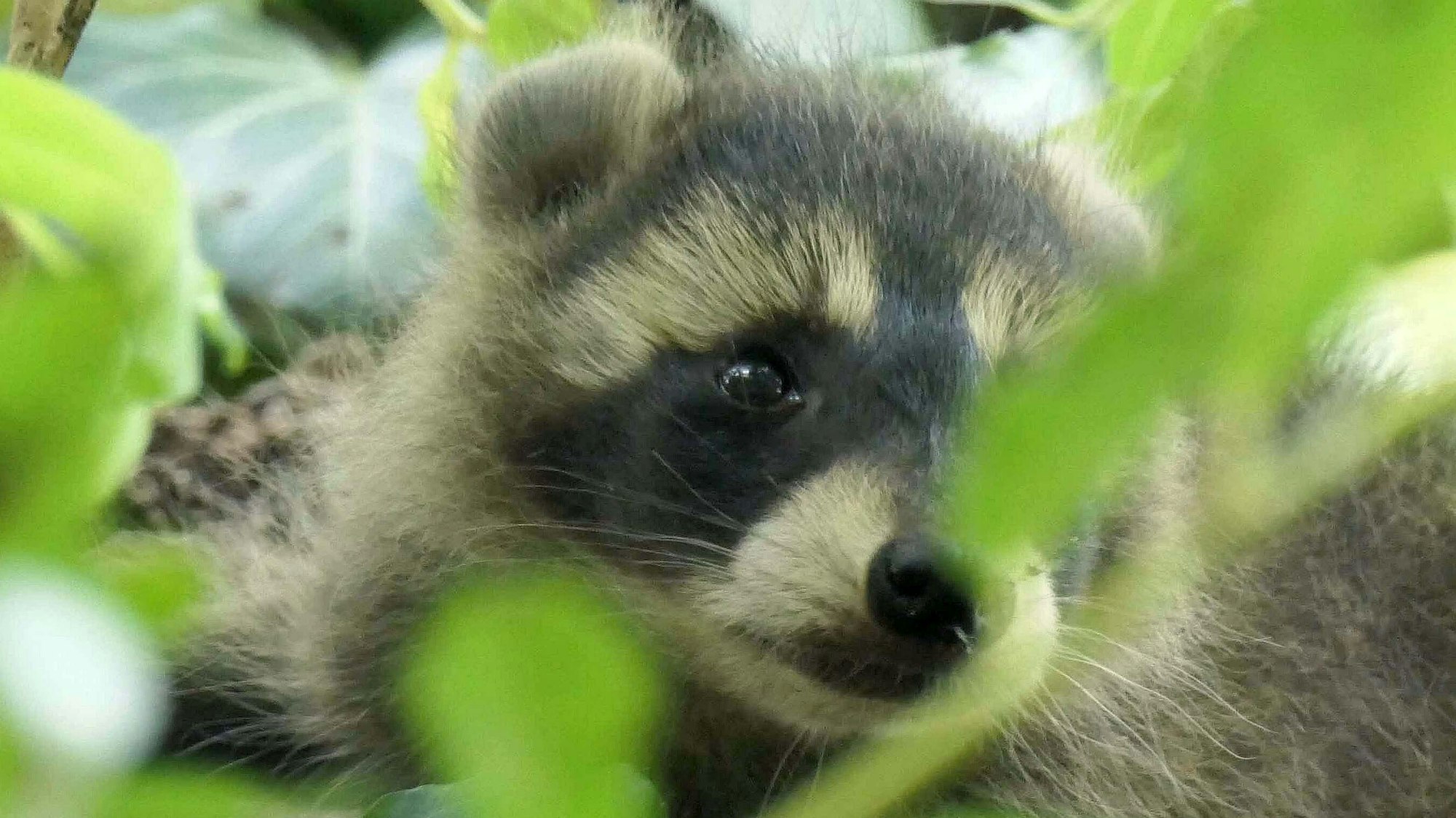 Ein Waschbär befindet sich zwischen Blättern und schaut in Richtung der Kamera, wobei ein Auge von einem Blatt verdeckt wird. (Symbolbild)